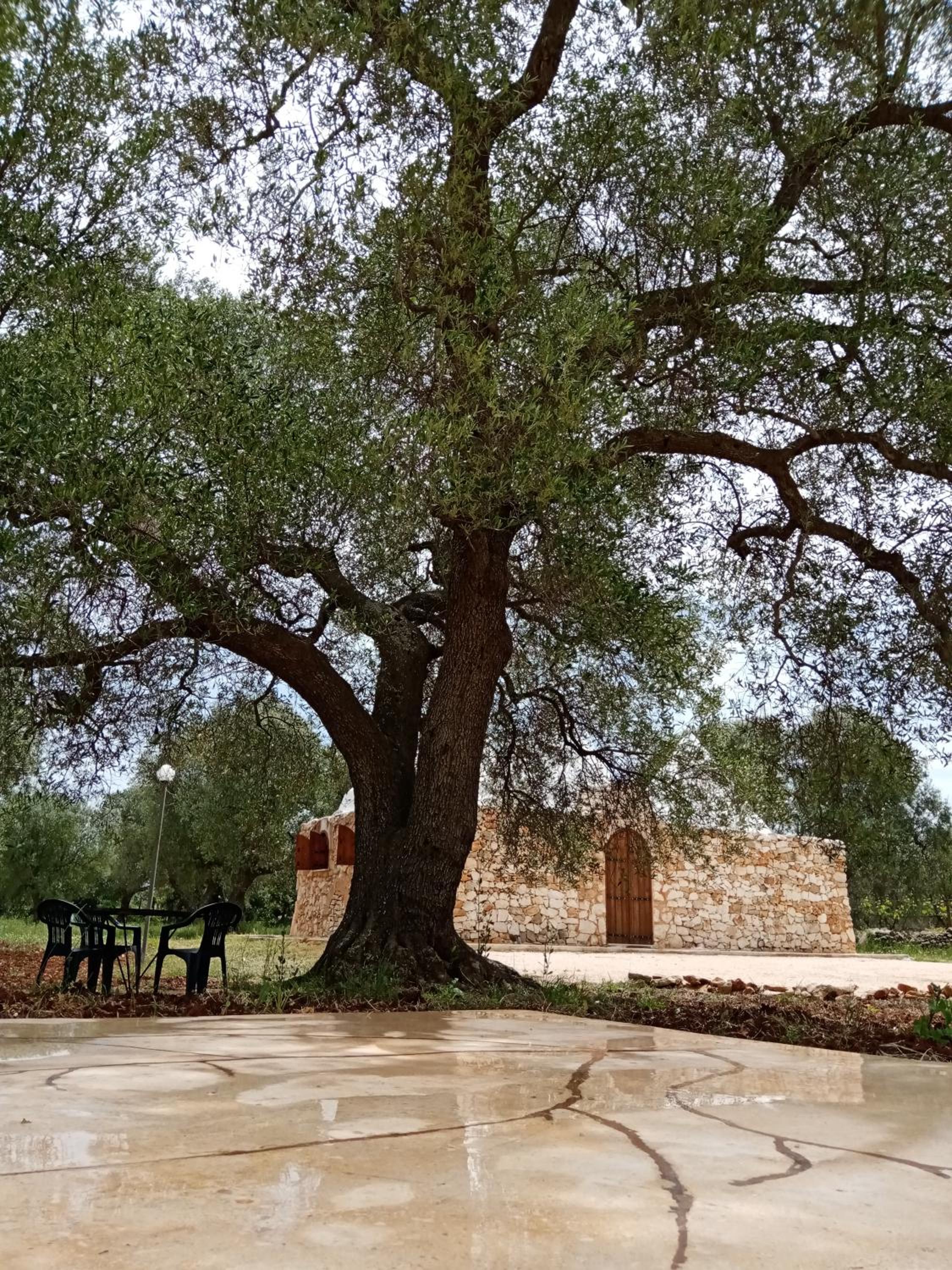 Photo 41