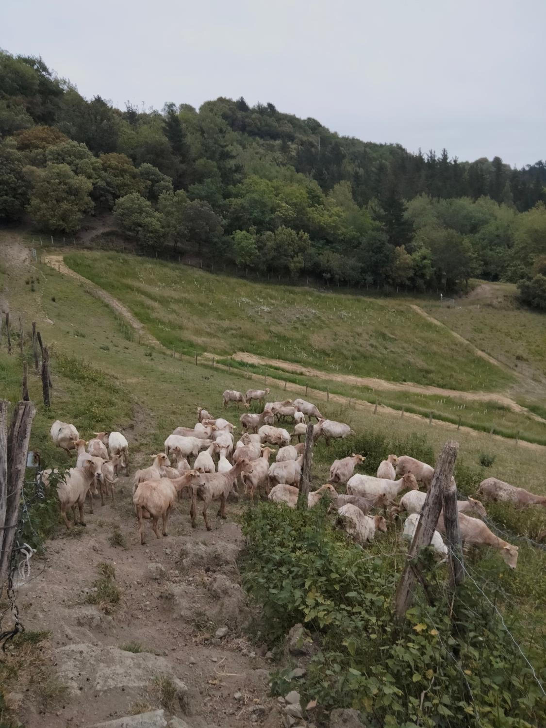 Agroturismo Erlete Goikoa -ESTAMOS EN EL CAMINO DE SANTIAGO -WE ARE ON THE CAMINO DE SANTIAGO- SENDERISMO-RUTAS Y BICICLETA