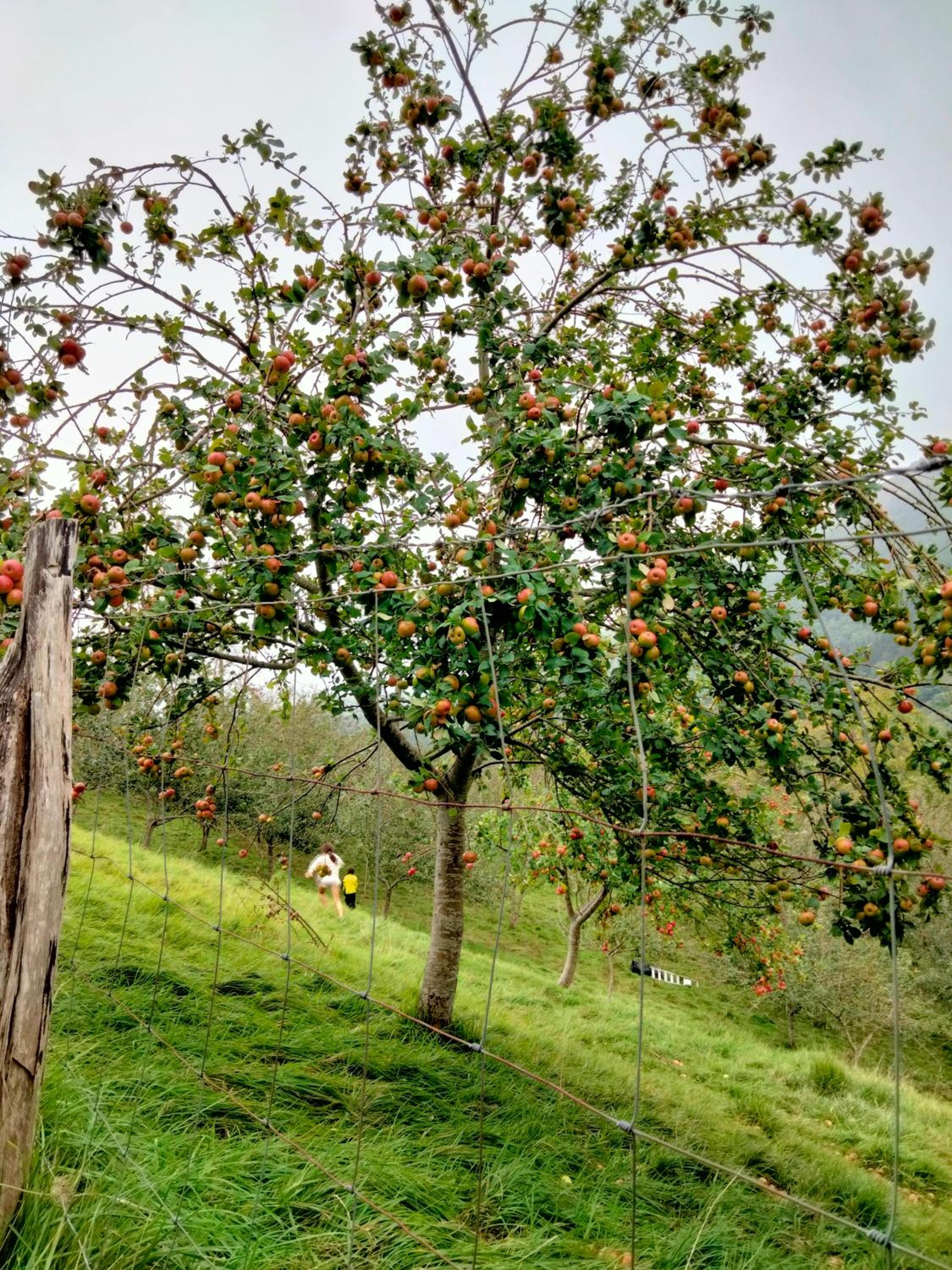 Agroturismo Erlete Goikoa -ESTAMOS EN EL CAMINO DE SANTIAGO -WE ARE ON THE CAMINO DE SANTIAGO- SENDERISMO-RUTAS Y BICICLETA
