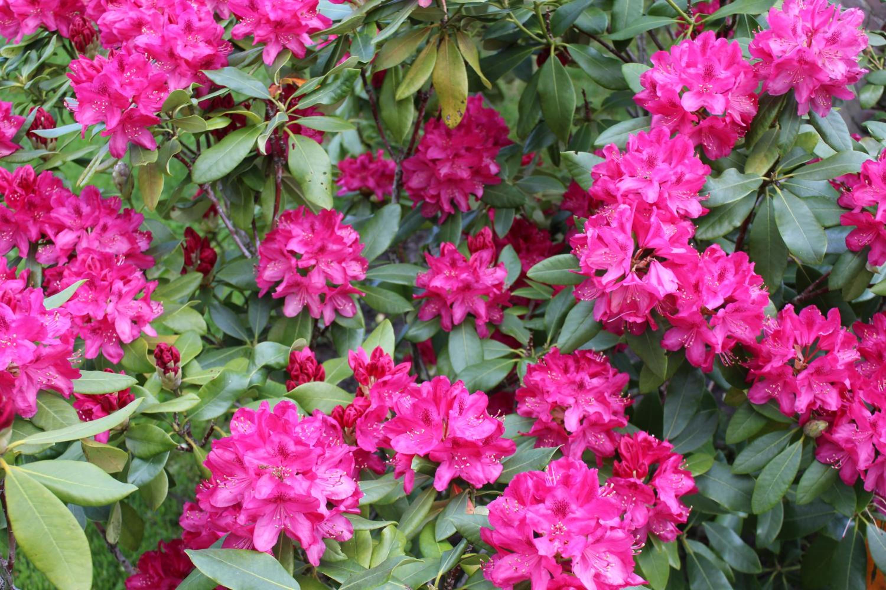 Photo 41