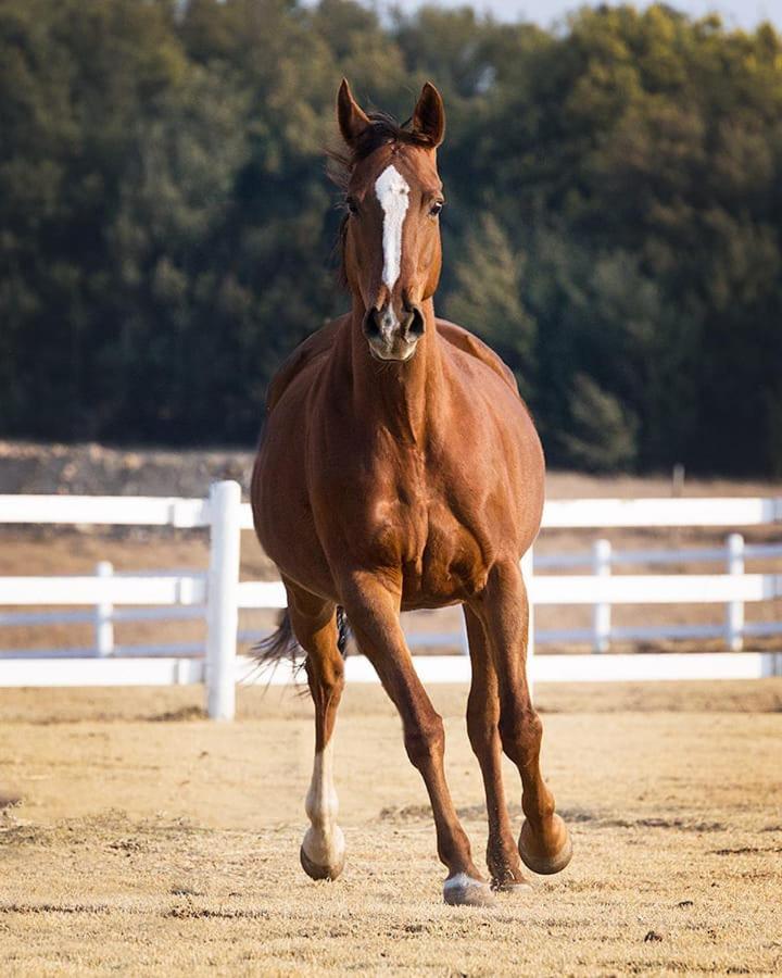 Dunkeld Country & Equestrian Estate