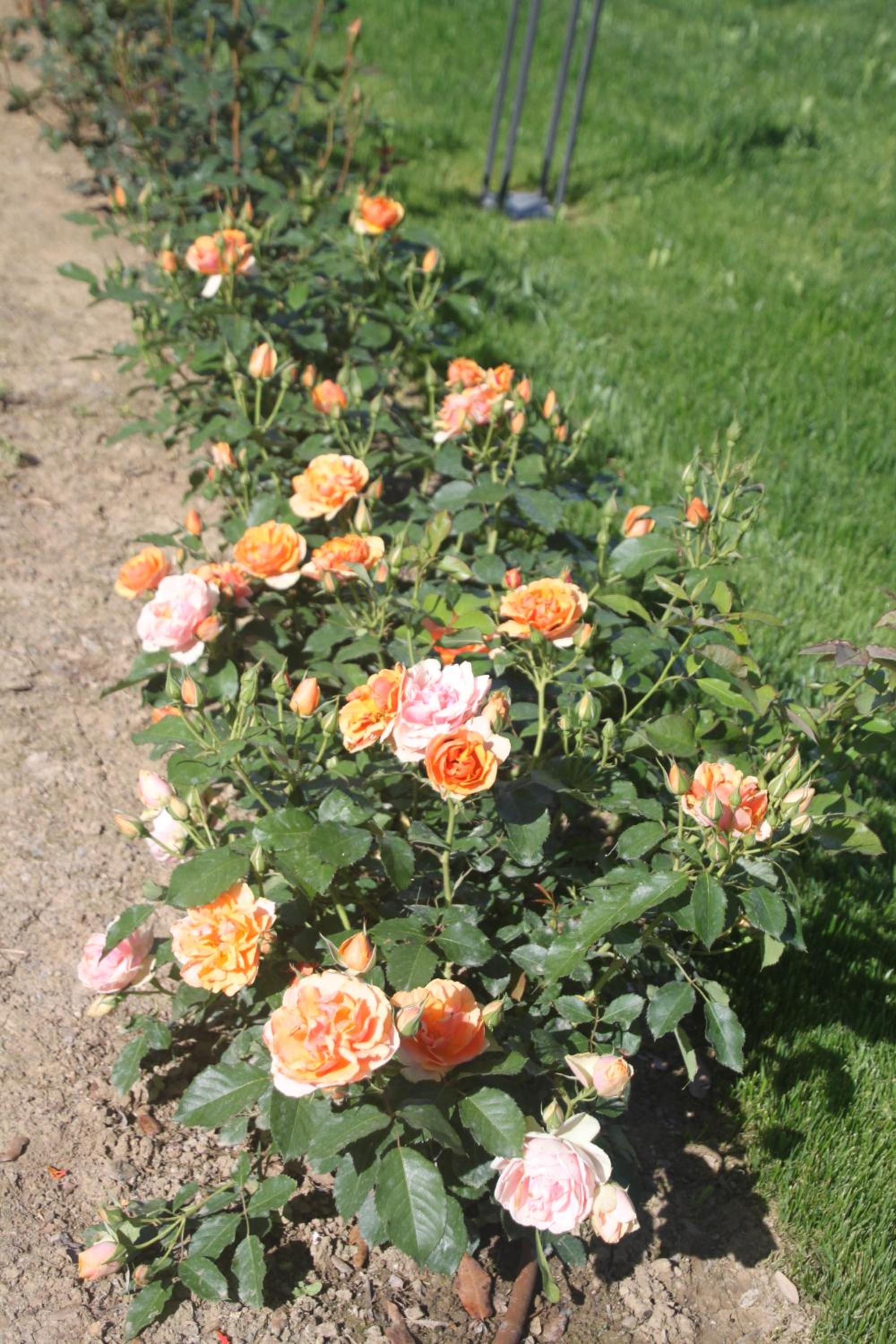 Photo 24