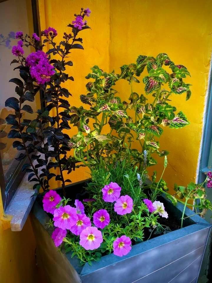 HIGOS CHUMBOS, CASA RURAL COMPARTIDO