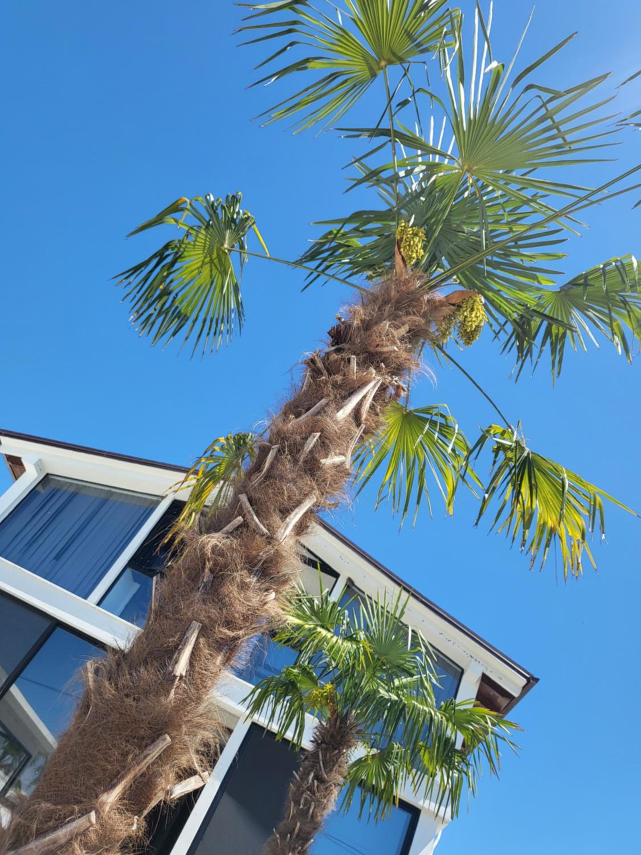 Isea Wood Villa
