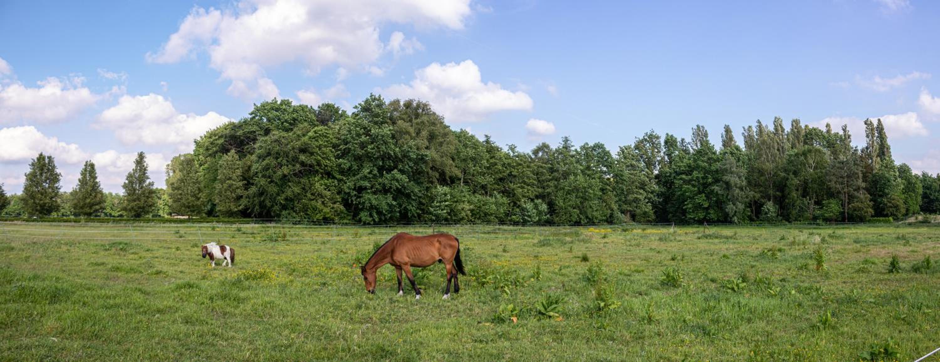 De Lammersdamhoeve