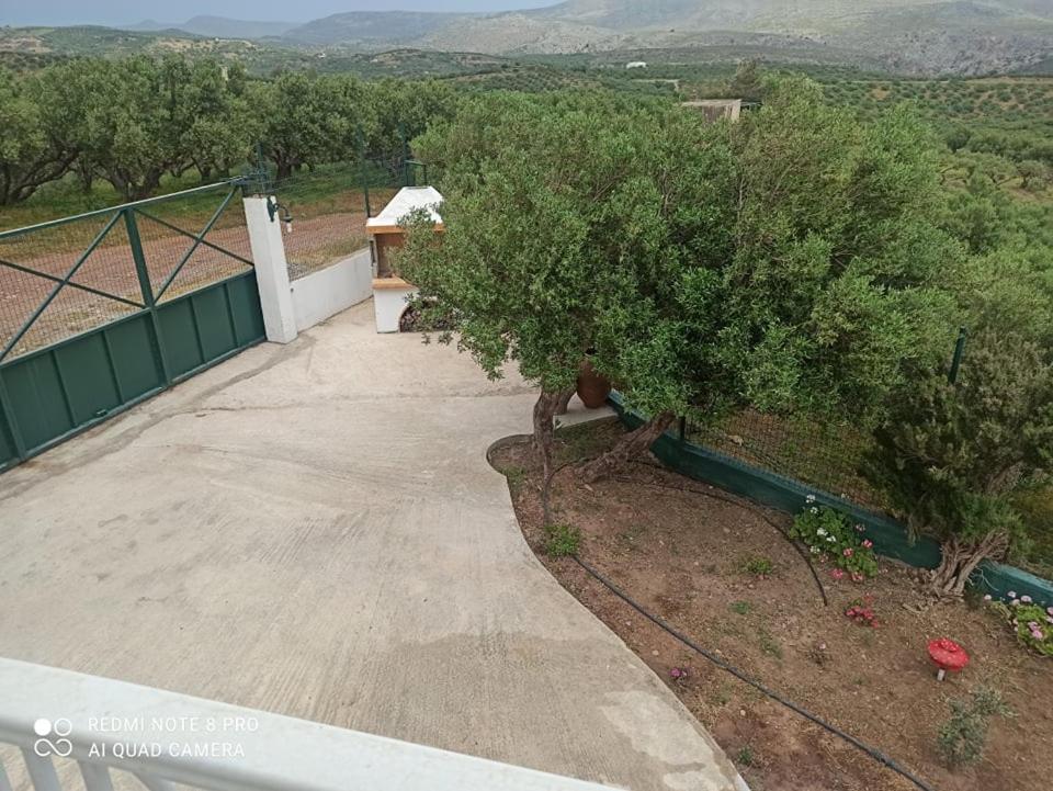 Villa Helen's Olive Garden view 5