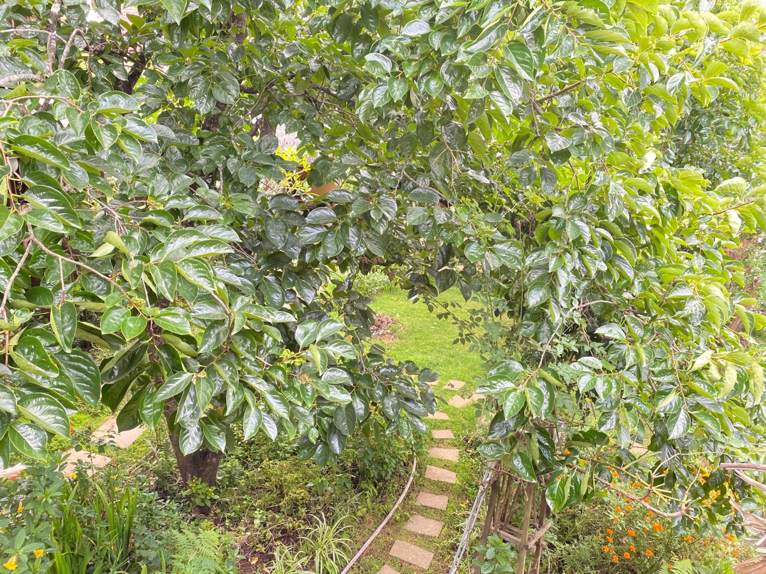 Đà Lạt Củi Homestay