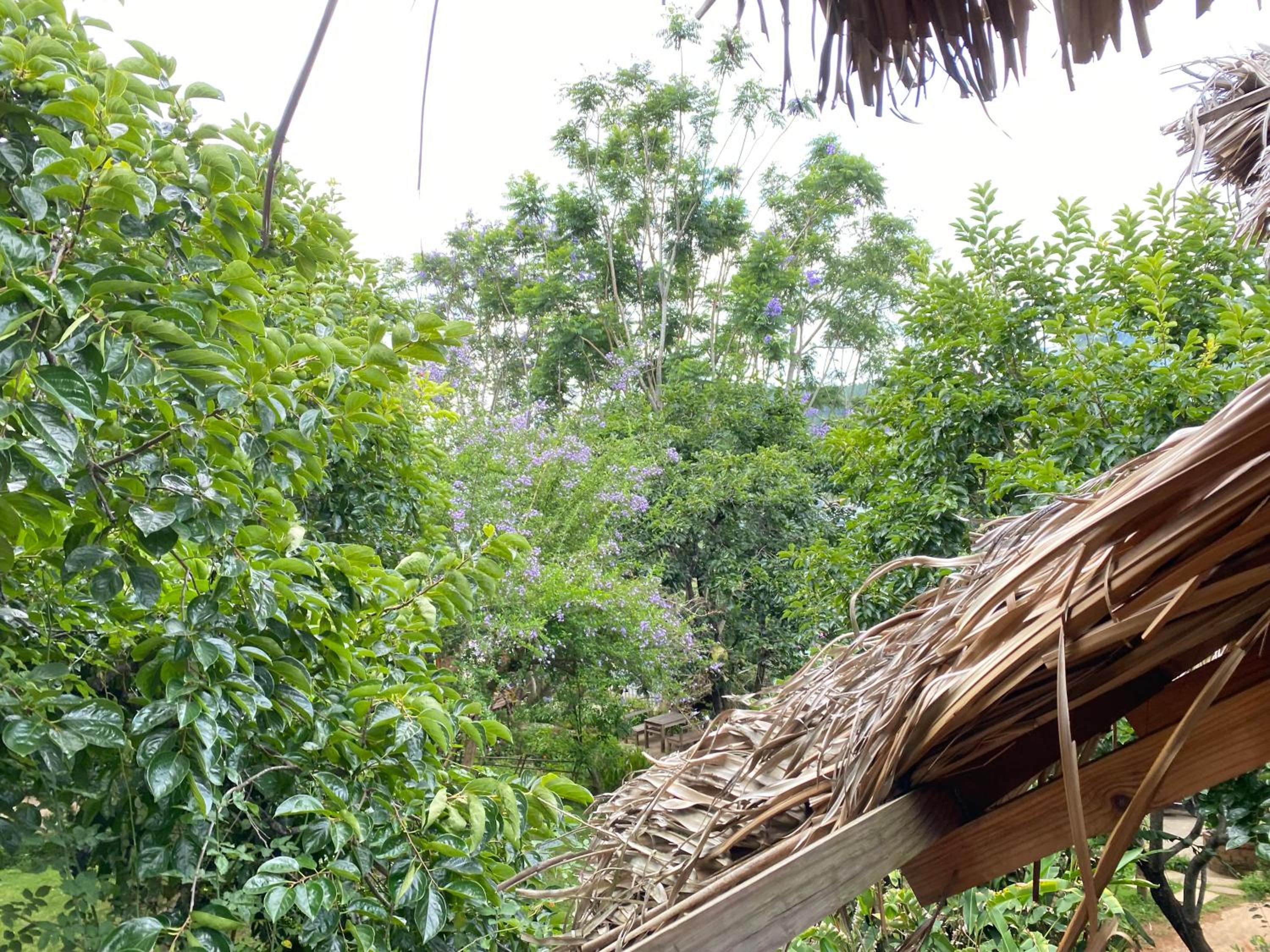 Đà Lạt Củi Homestay