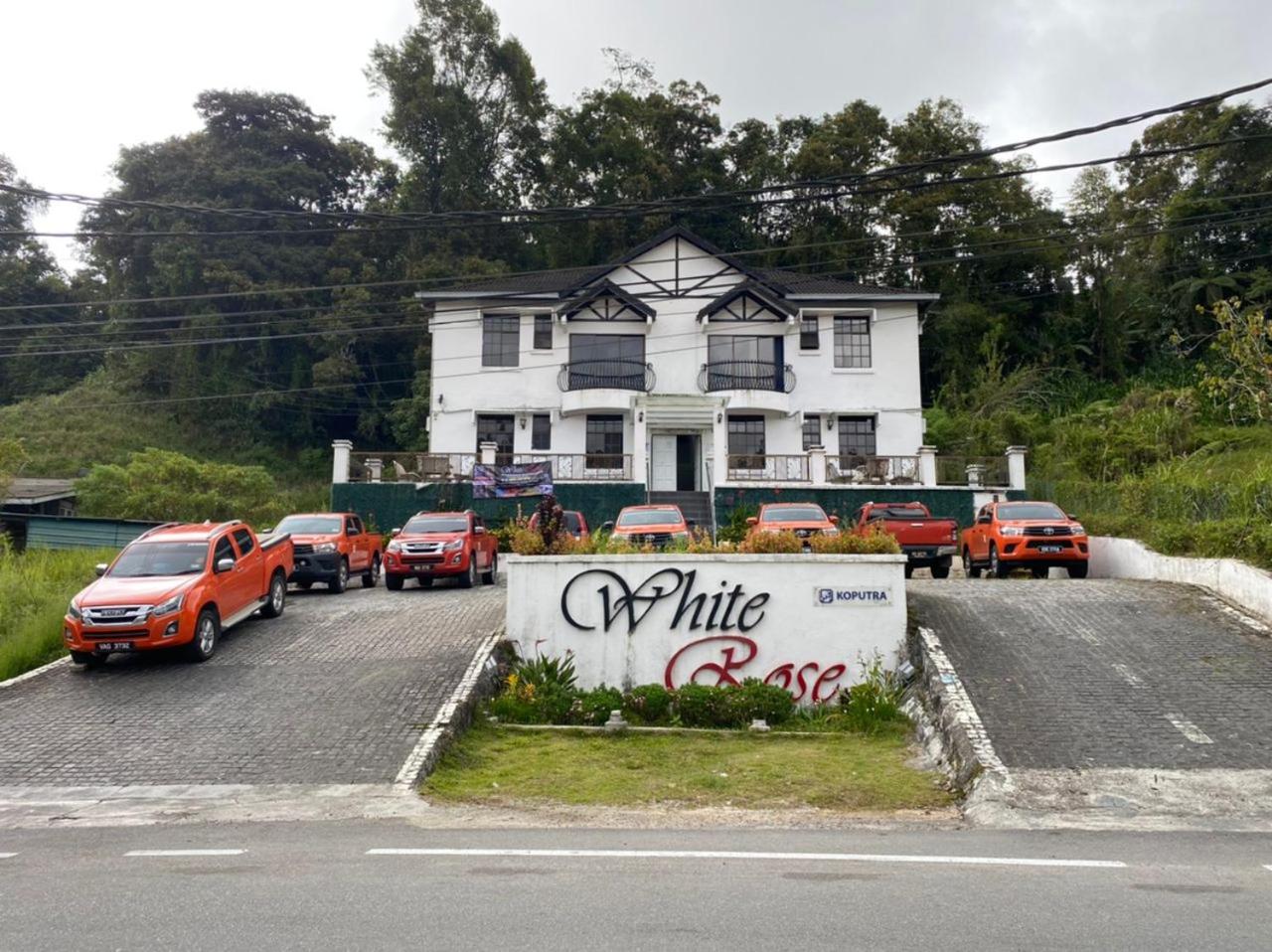 White Rose Cameron Highlands photo 4