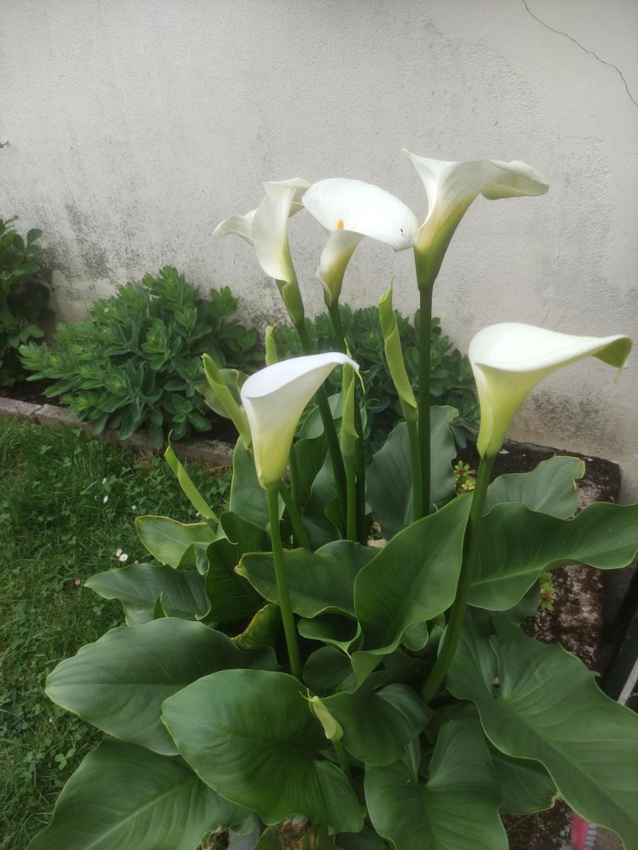 Photo 38
