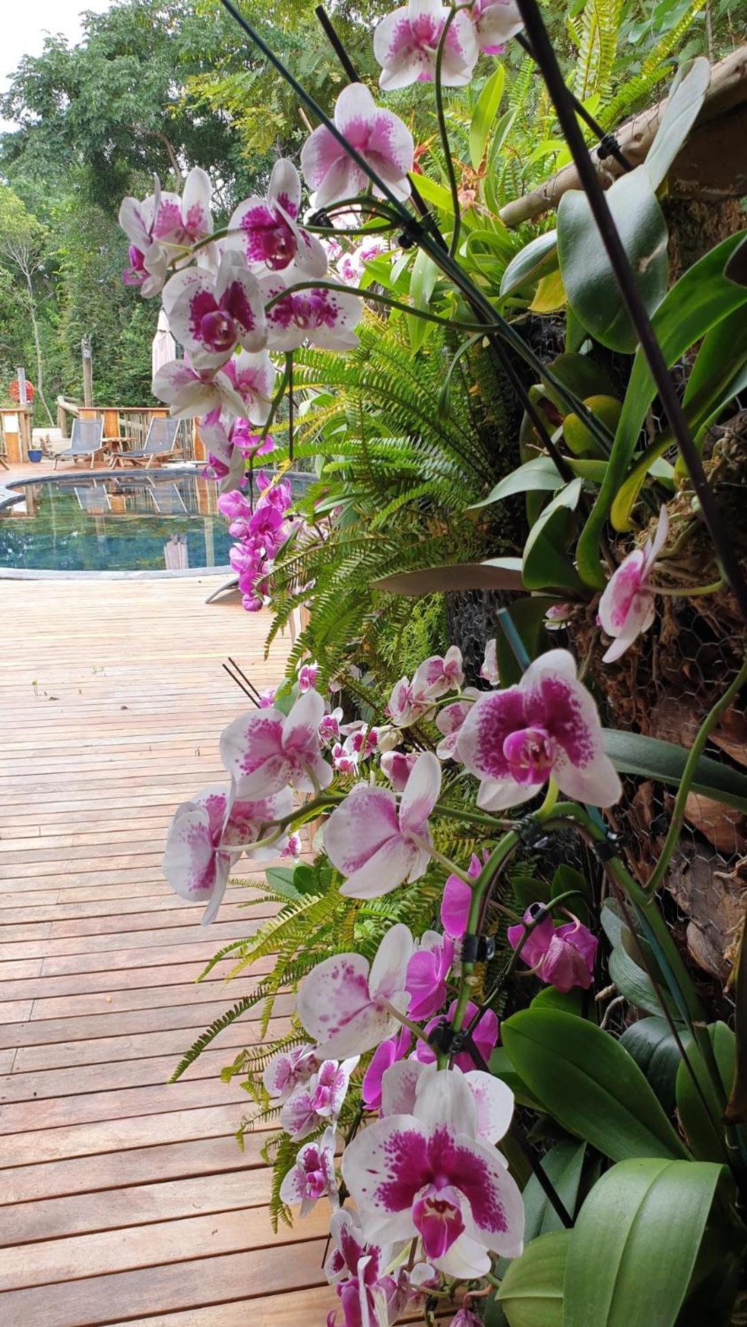 Lodge Roche Tamarin