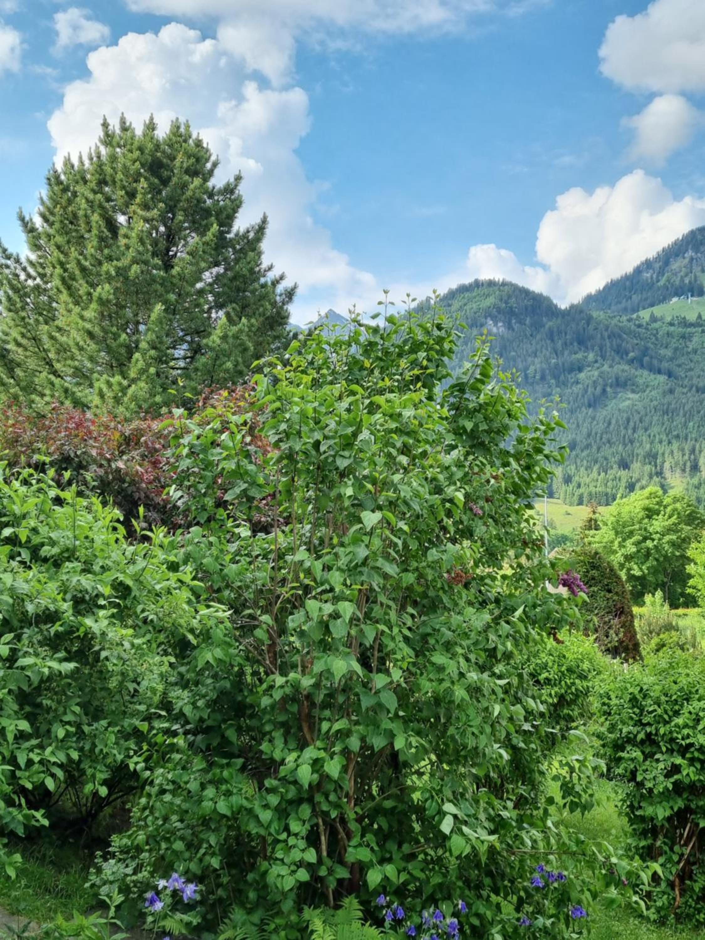Landhaus Via Decia - Bad Hindelang PLUS Partner