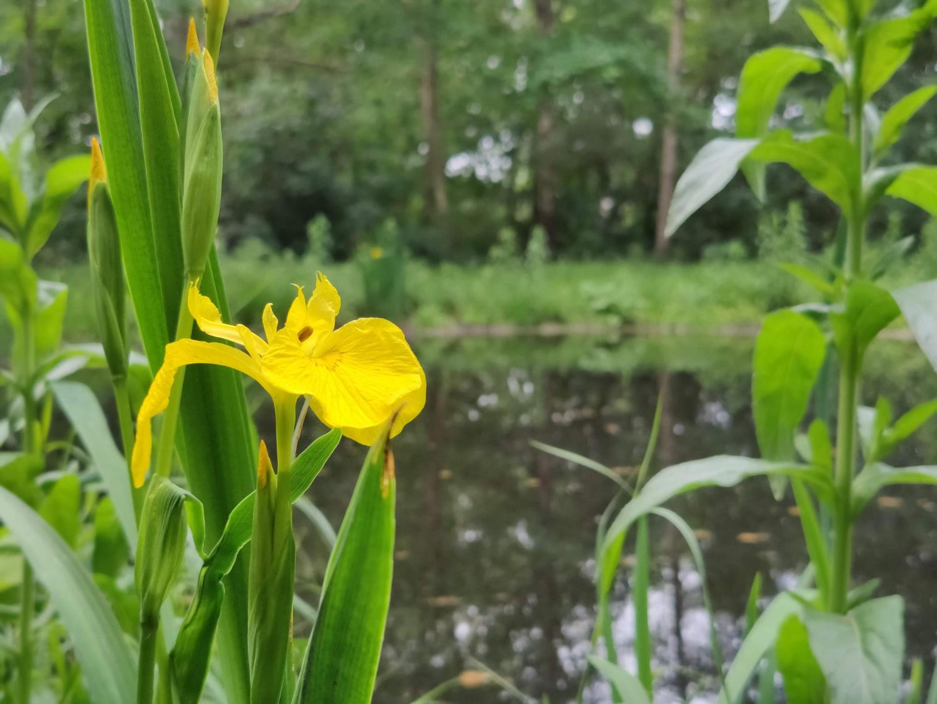 Kwadijkerbos
