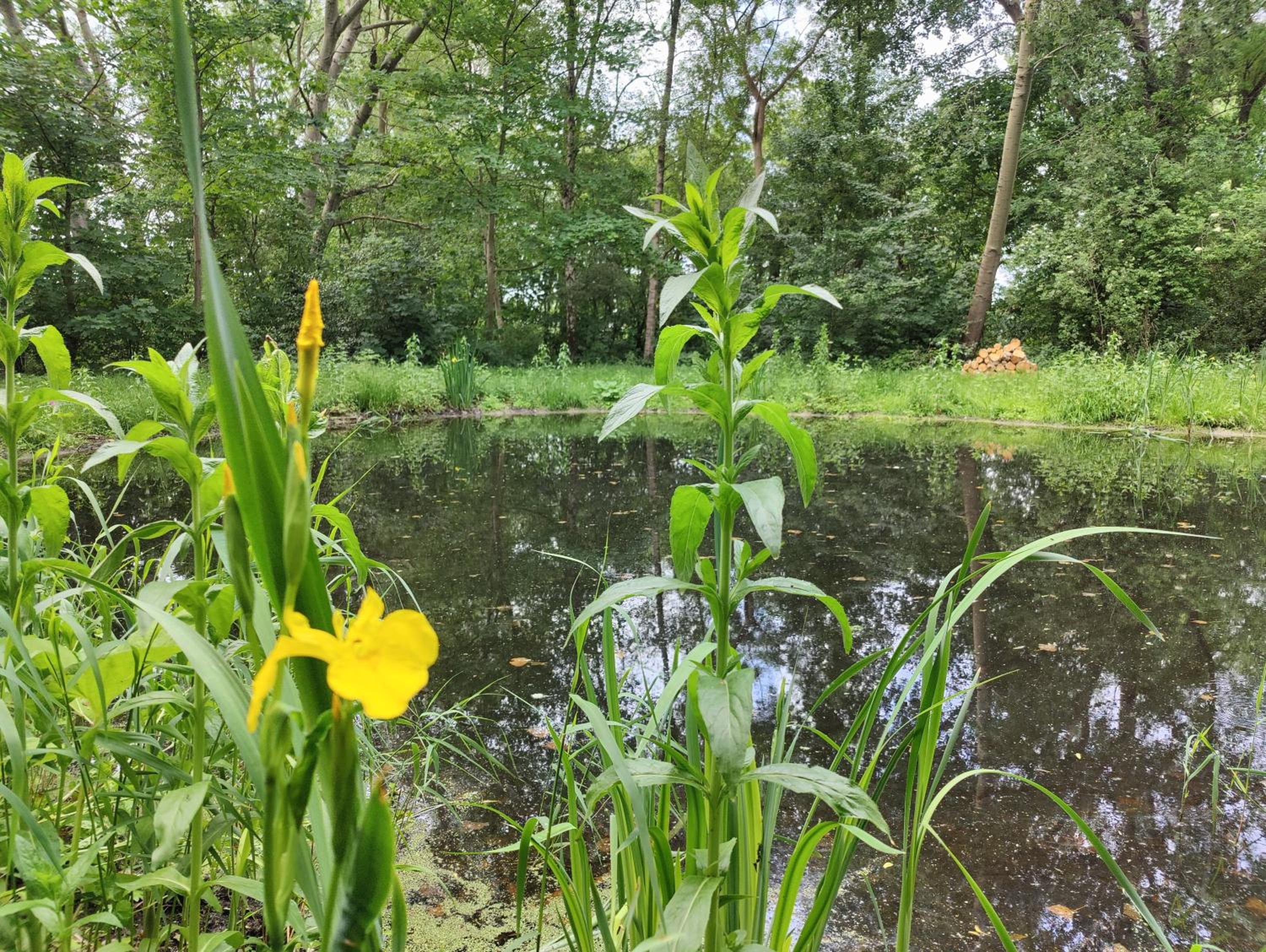 Kwadijkerbos