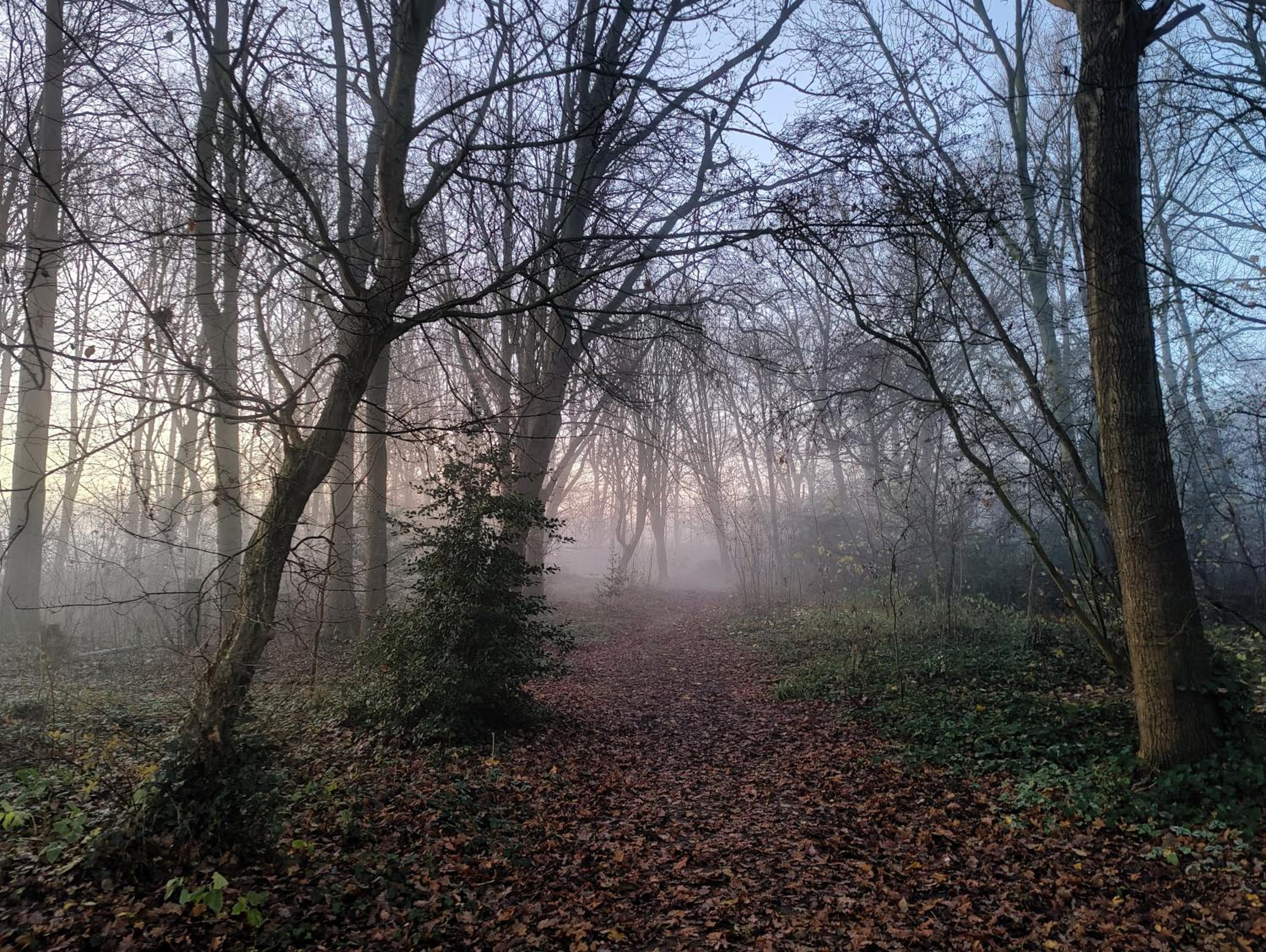 Kwadijkerbos