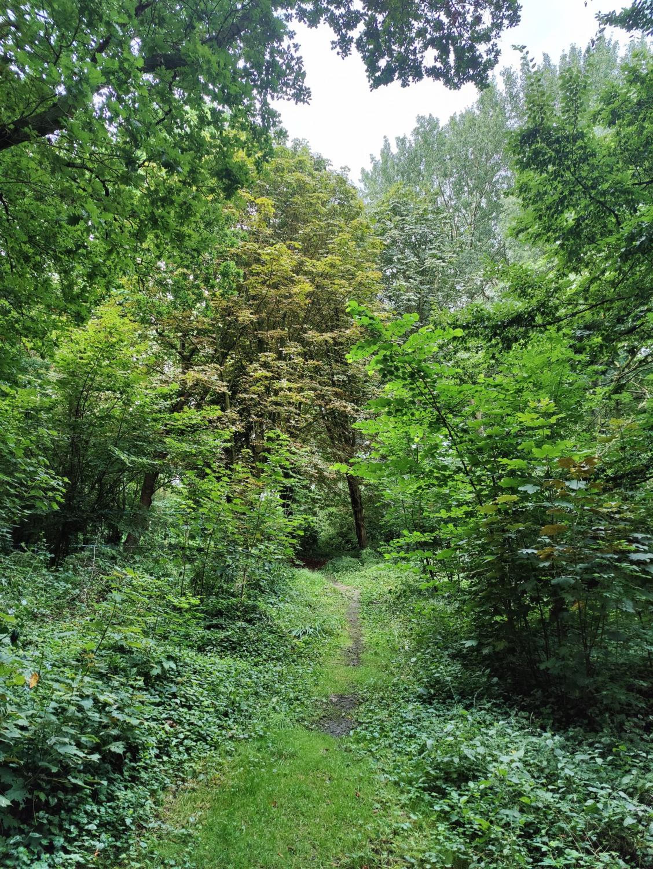 Kwadijkerbos