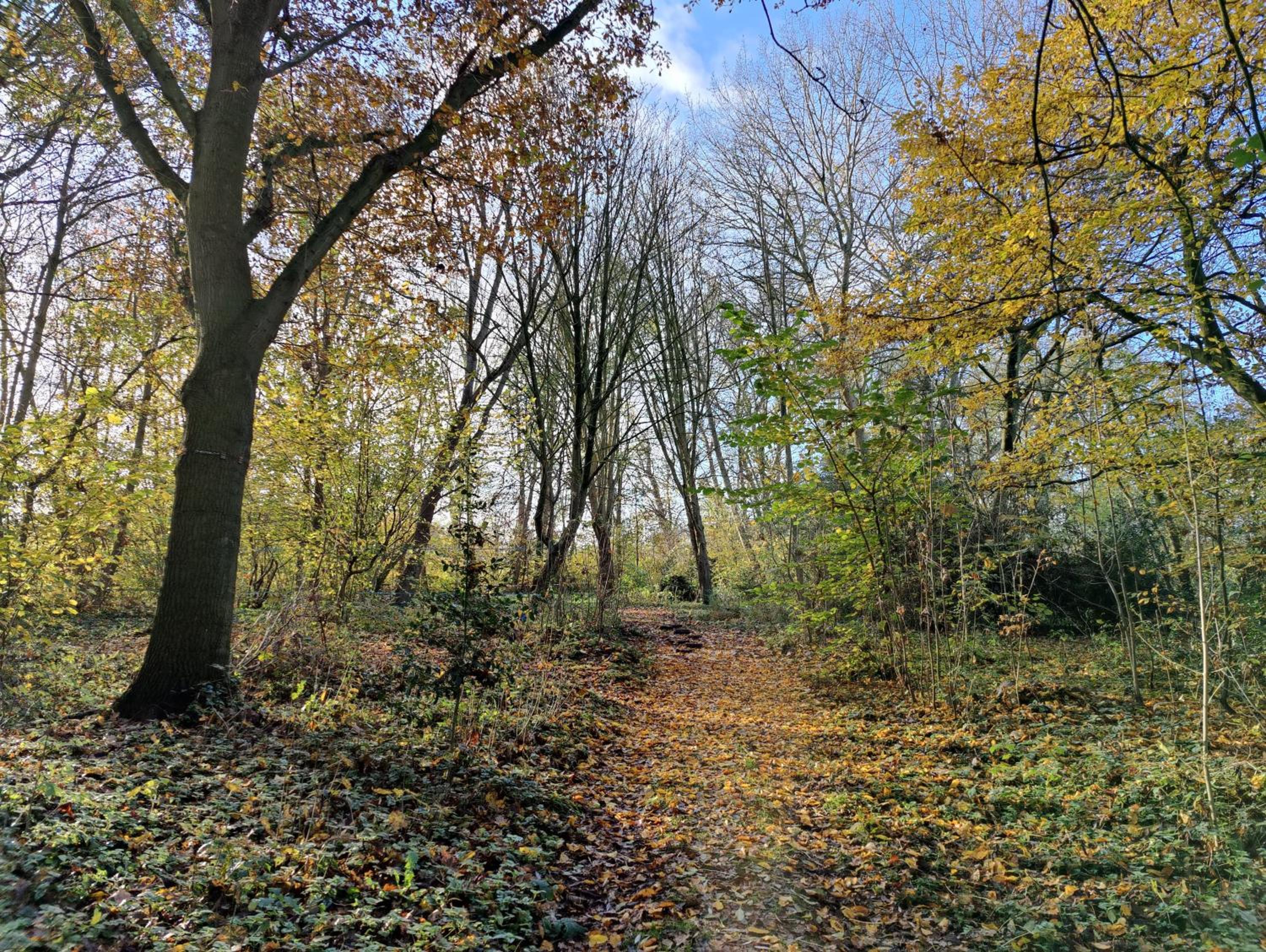 Kwadijkerbos