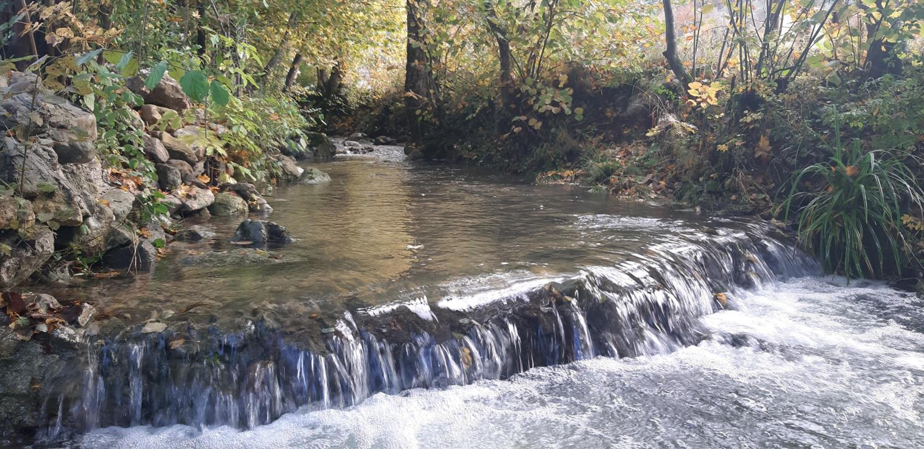 Live Nature
