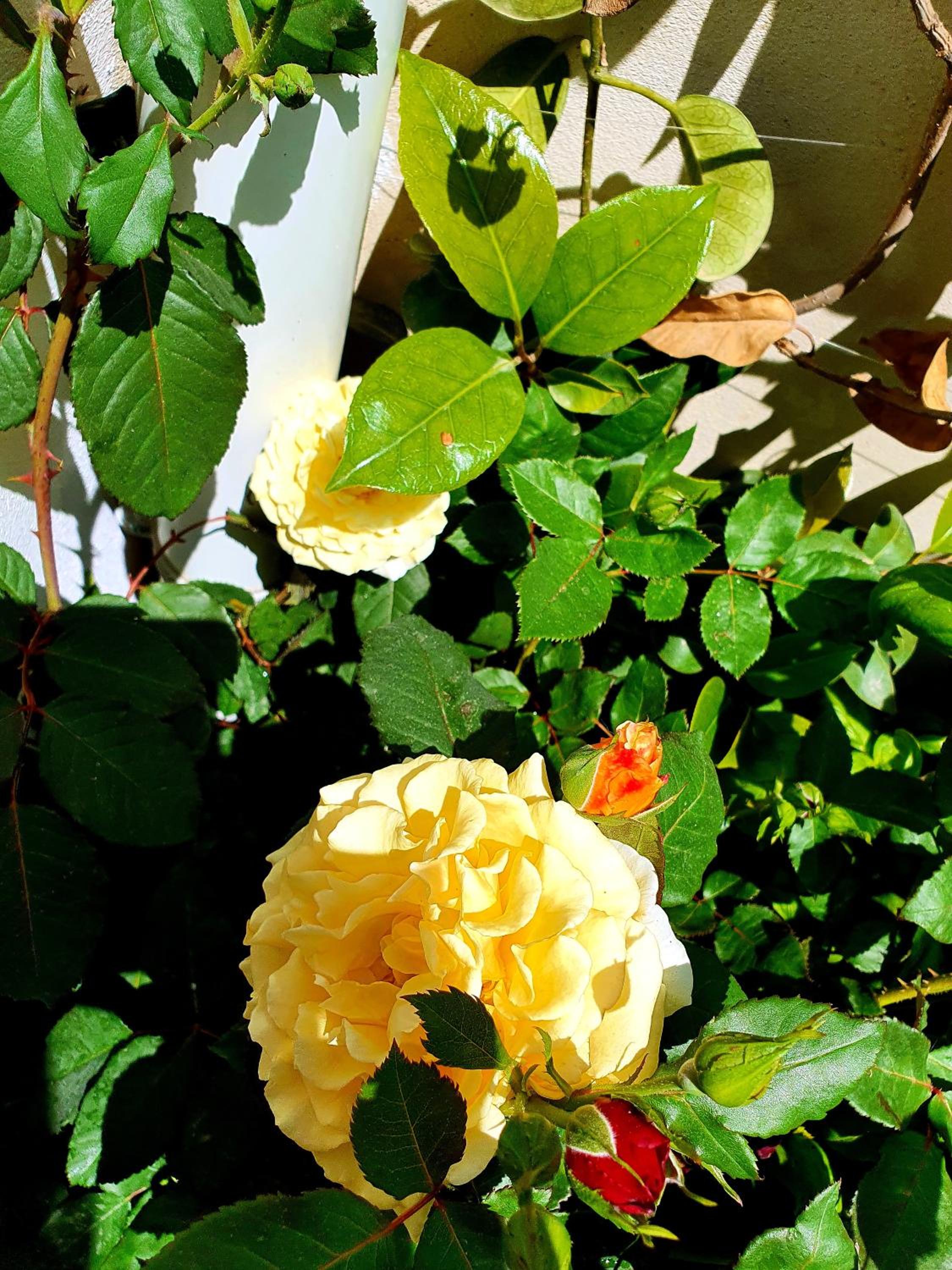 Photo 52