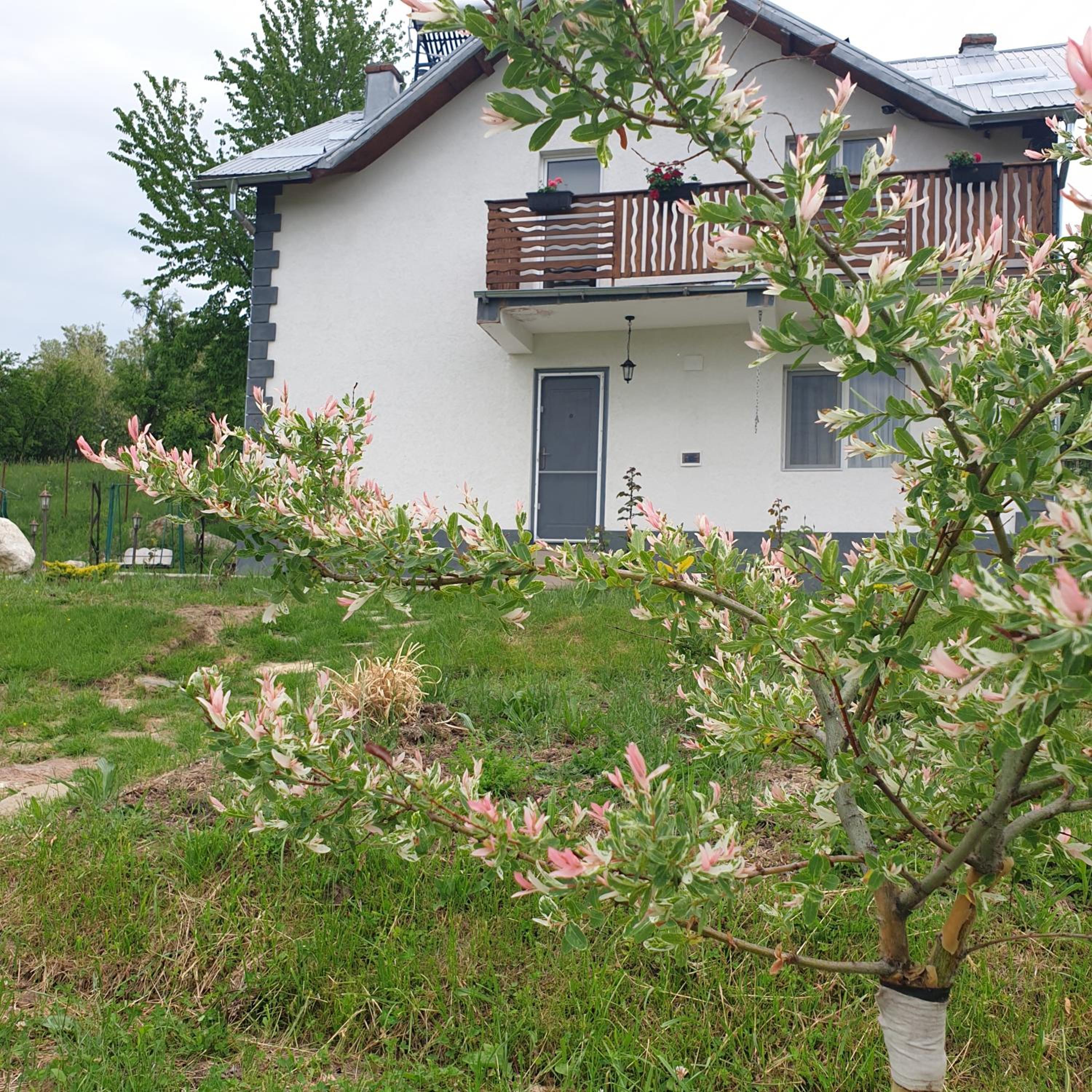 Photo 44
