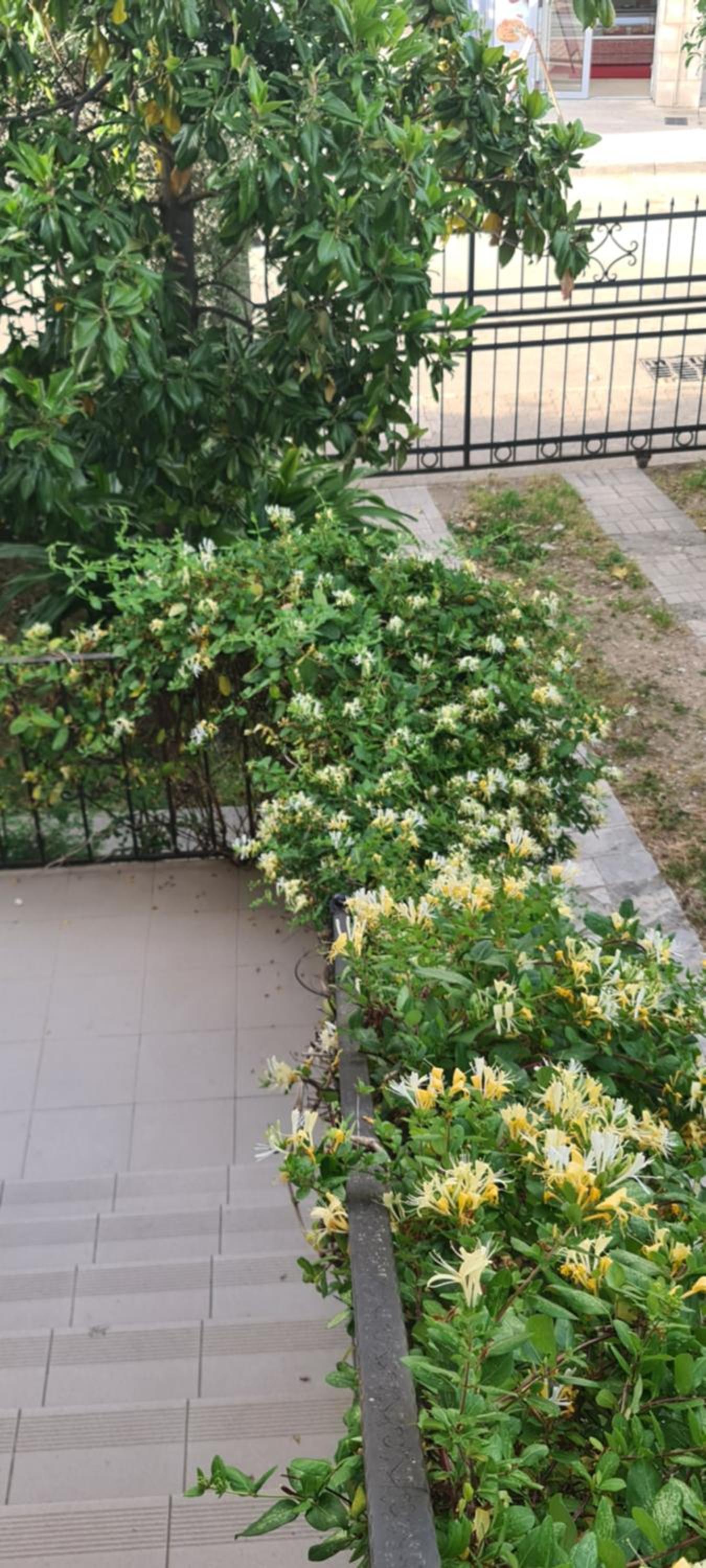 Vila Maslina Guesthouse