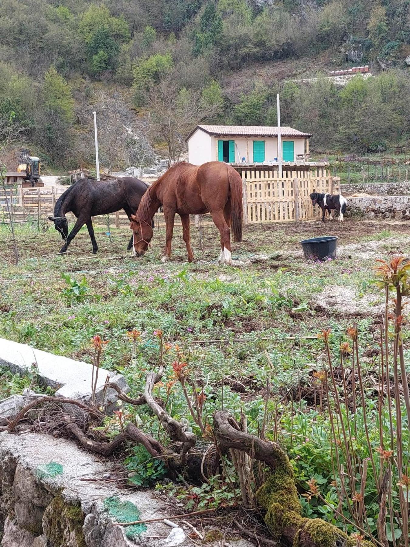 Gavros apartmani