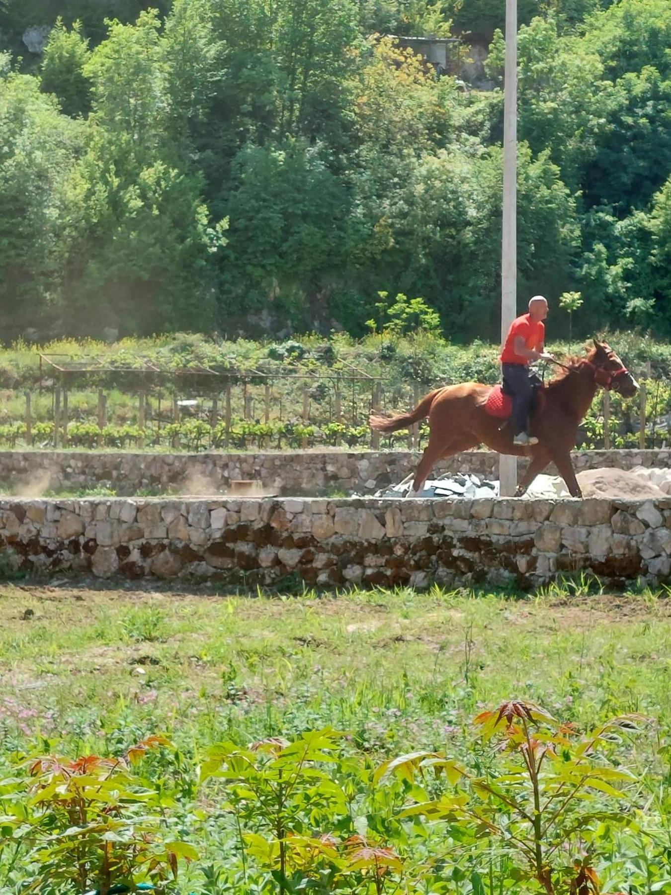 Gavros apartmani