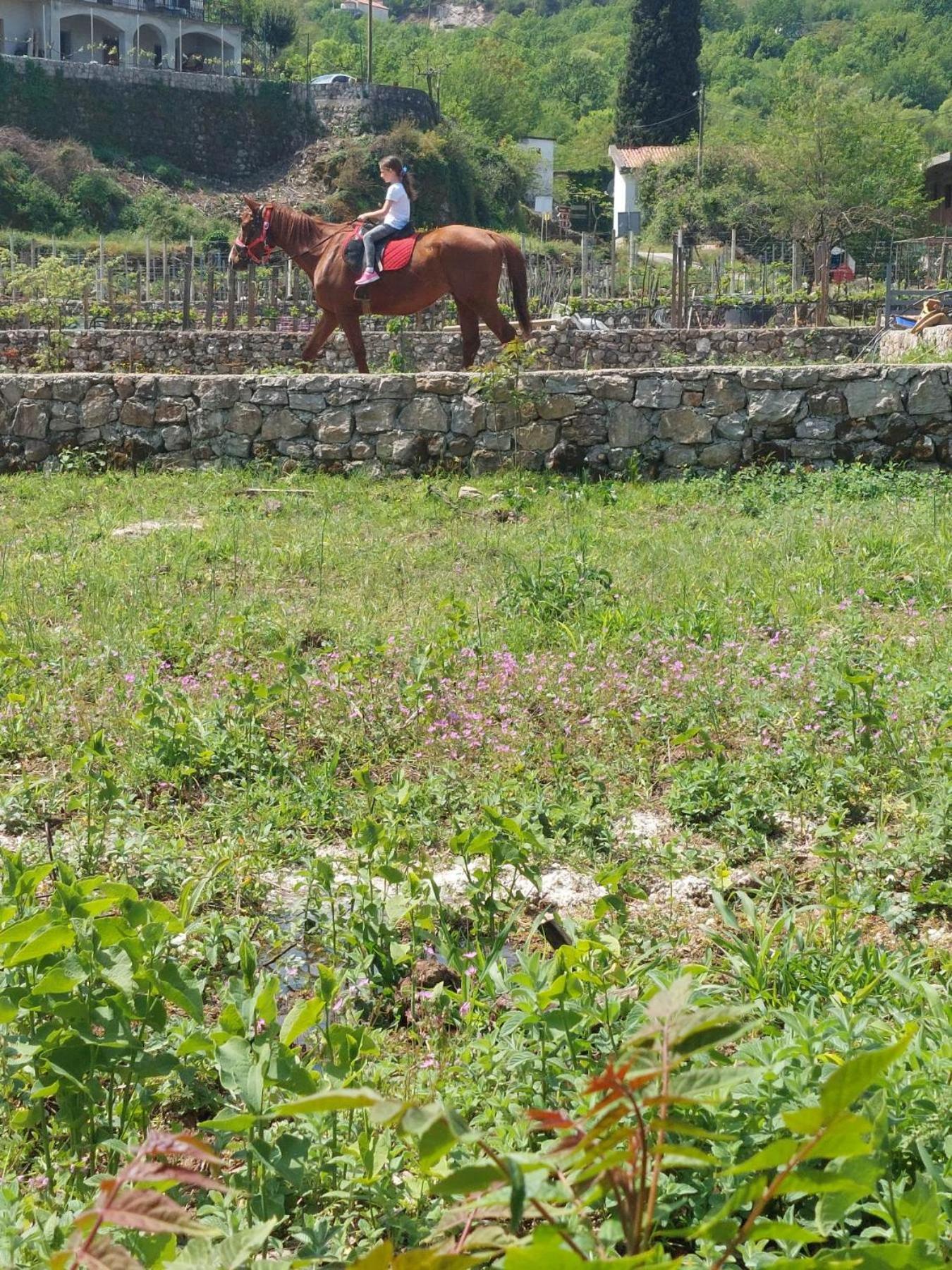 Gavros apartmani