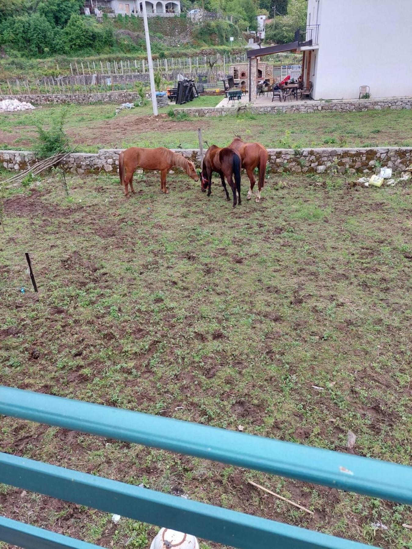 Gavros apartmani