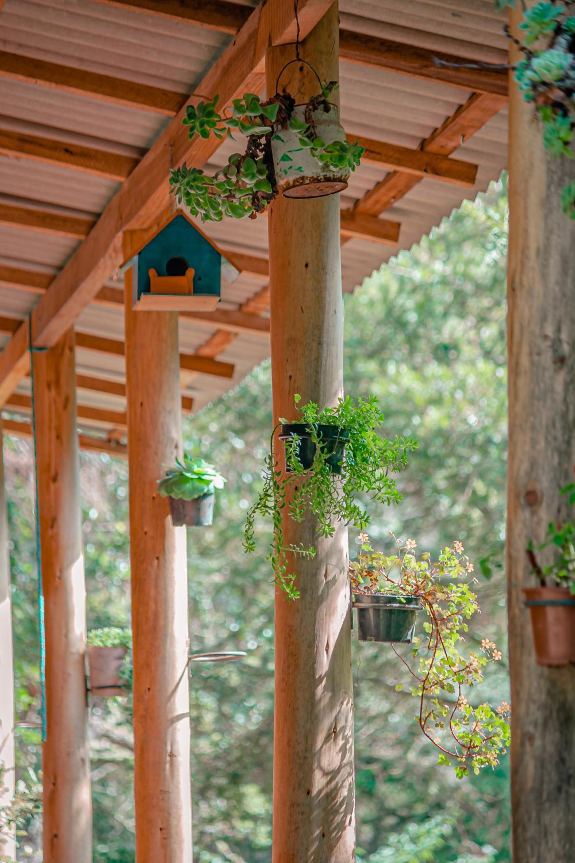 Sítio flor da montanha