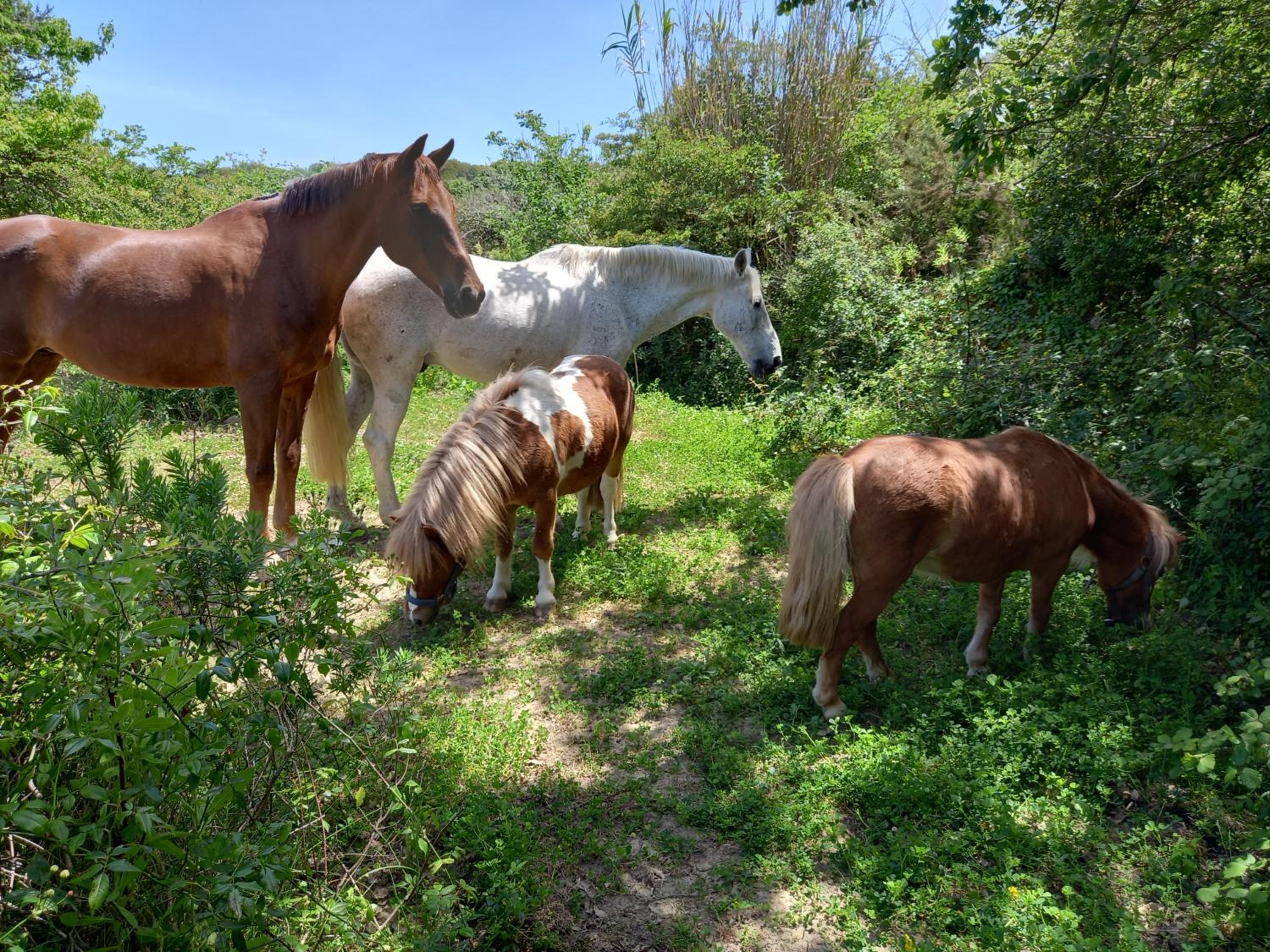 Casinha de campo- Quintinha dos Cavalos- Arruda dos Vinhos