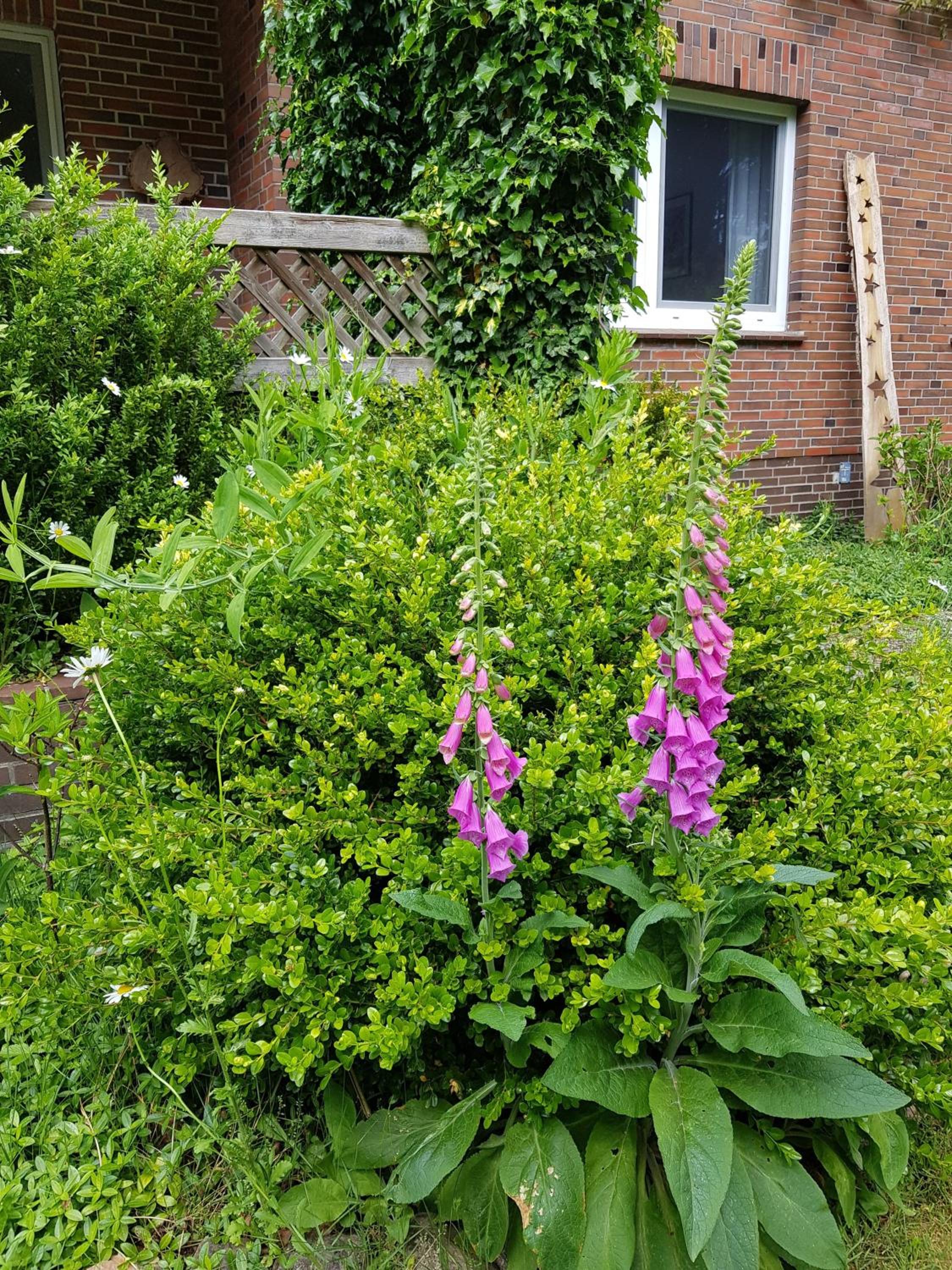 Ferienwohnung im Naturgarten