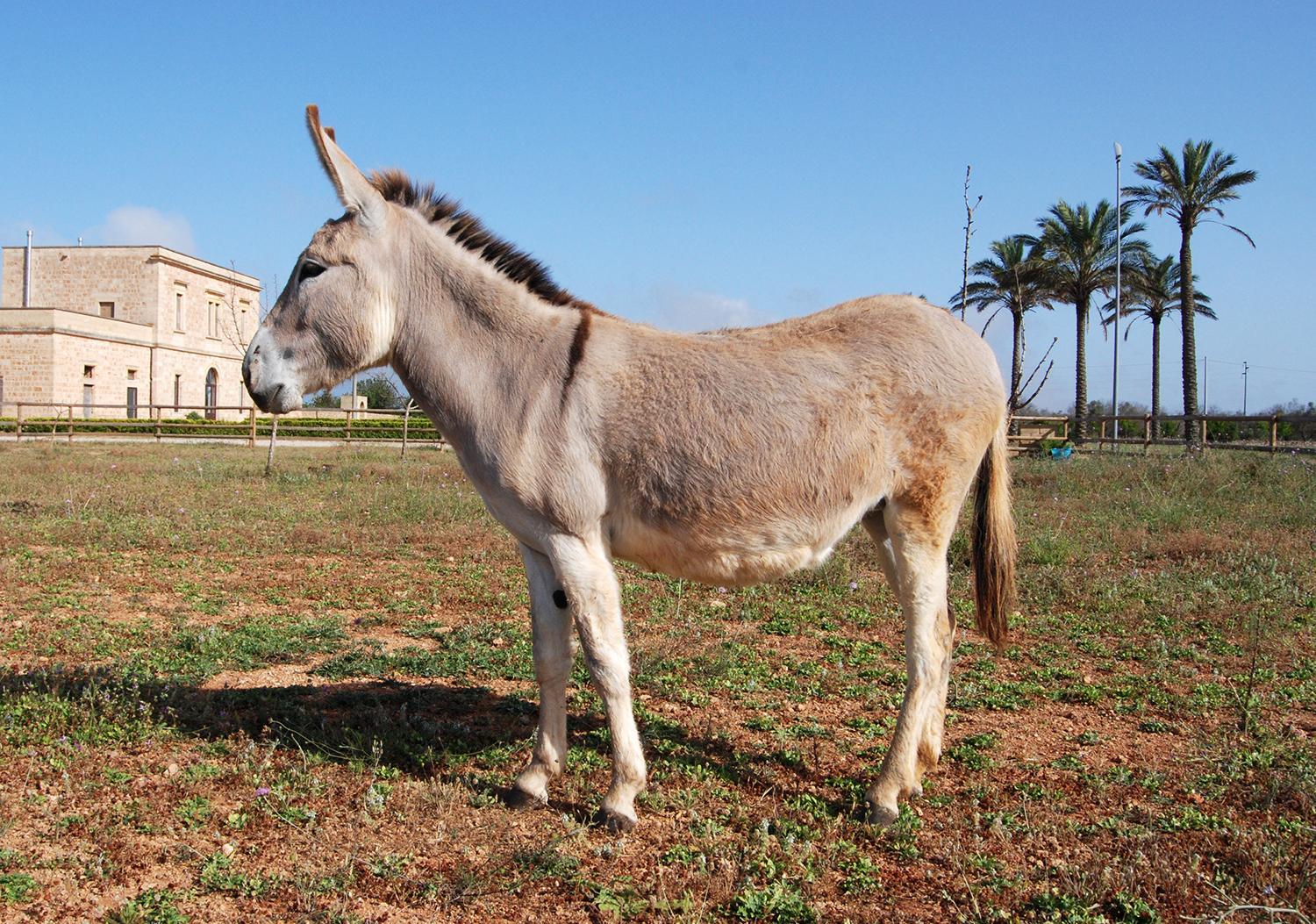 Masseria Galatea Agriturismo