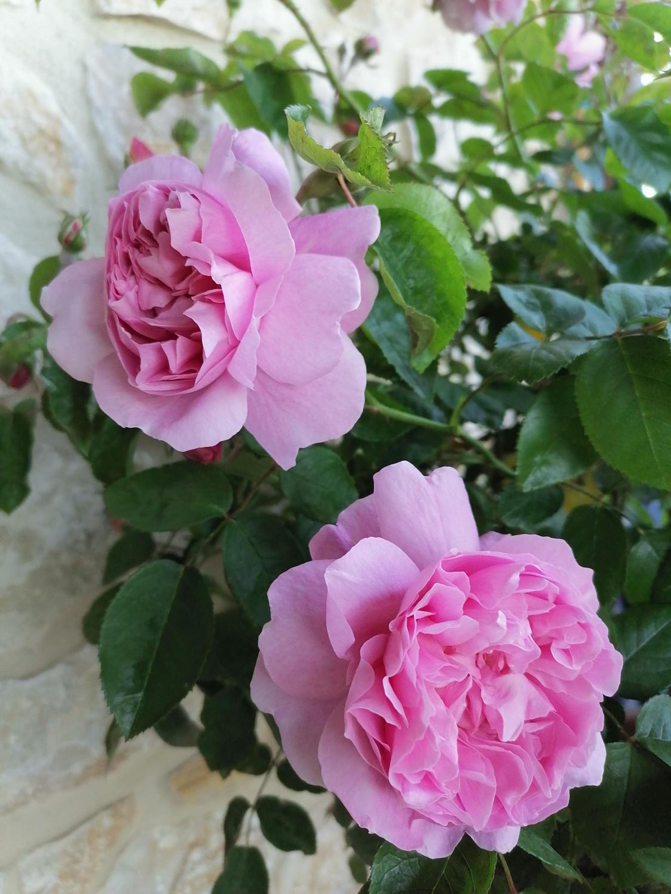 Photo 88