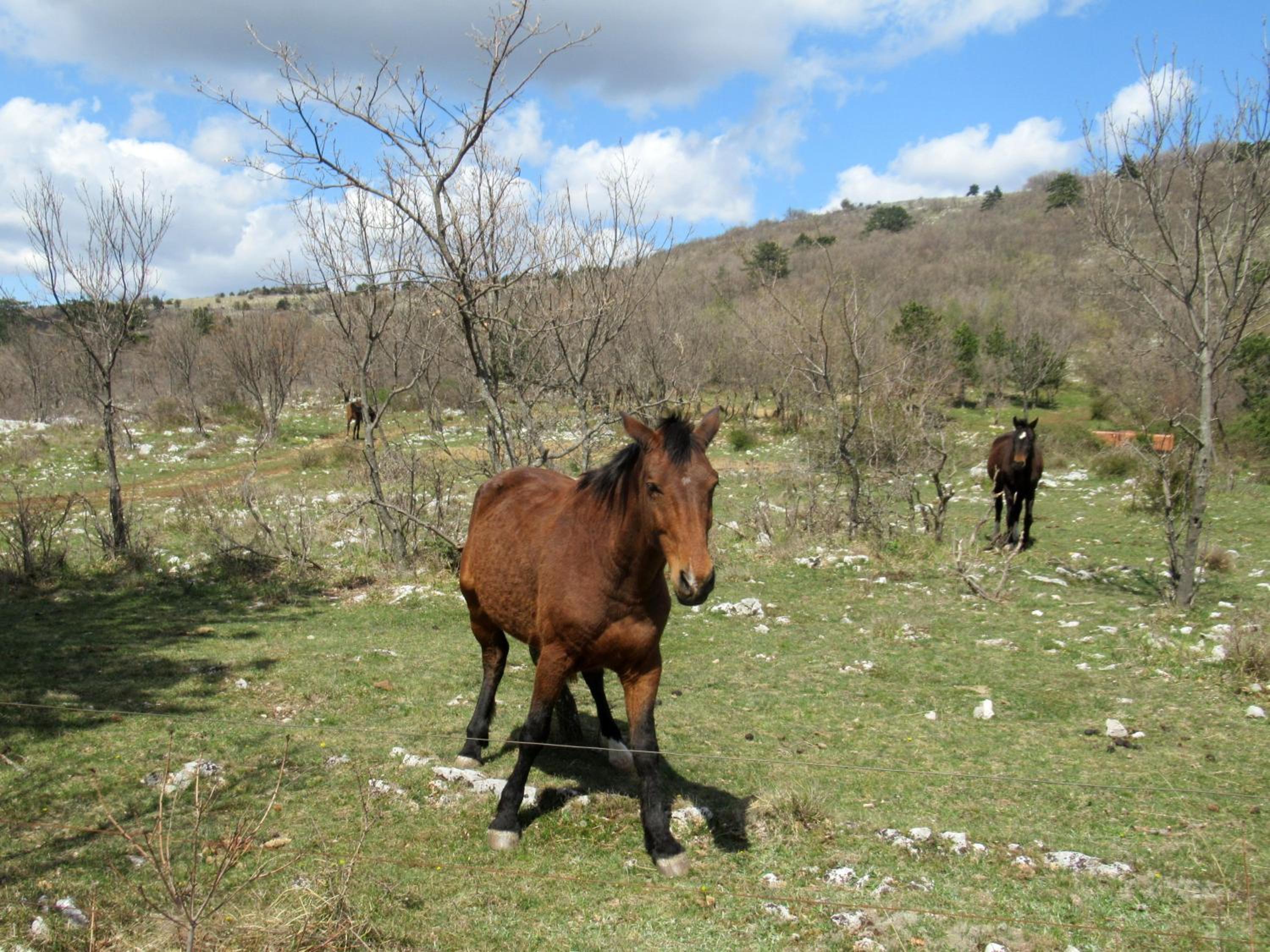 Apartma Qbed-Peaceful Retreat in Slovinan Istria
