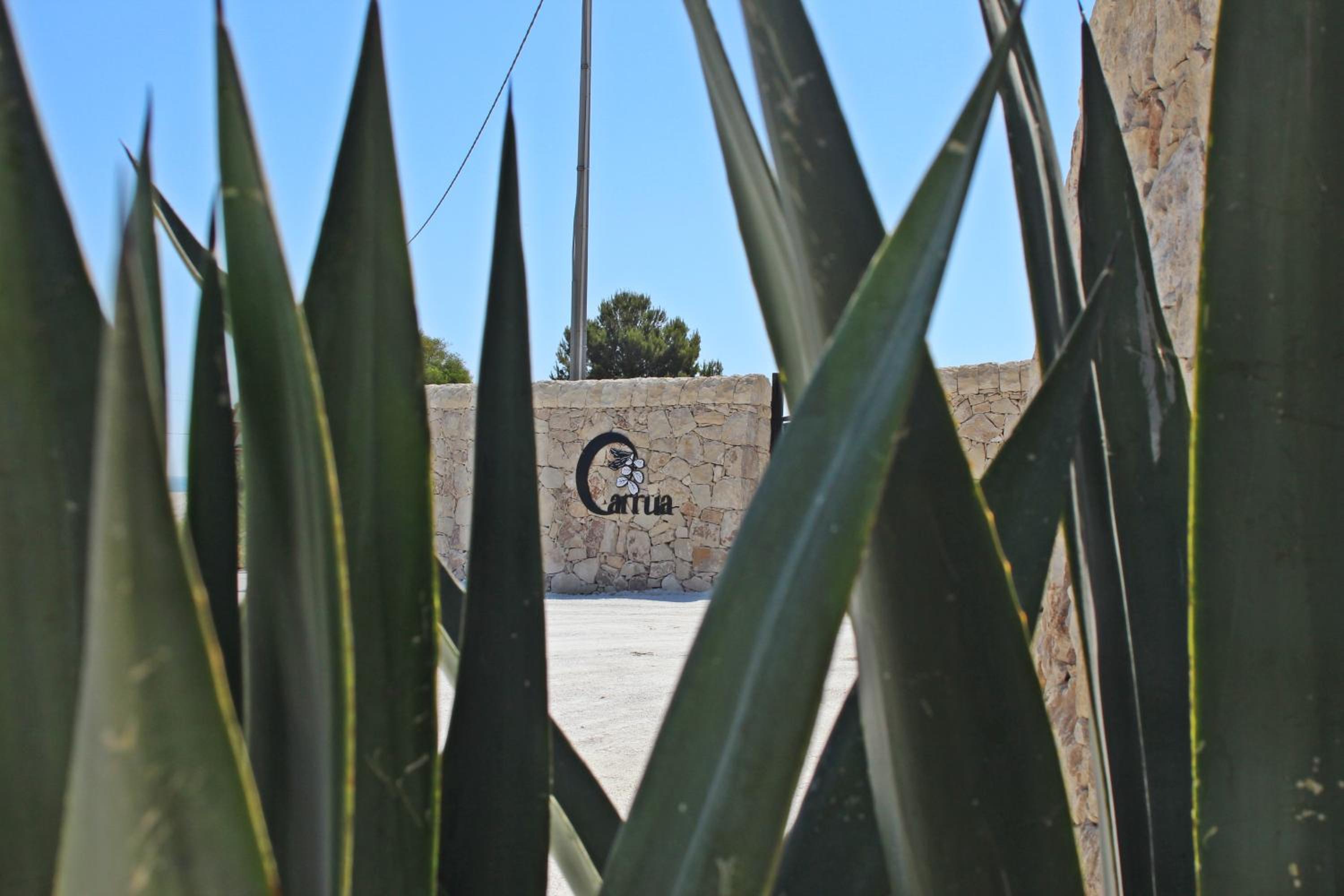 Carrua