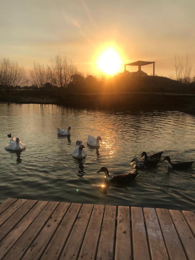 Los furgones de Areco