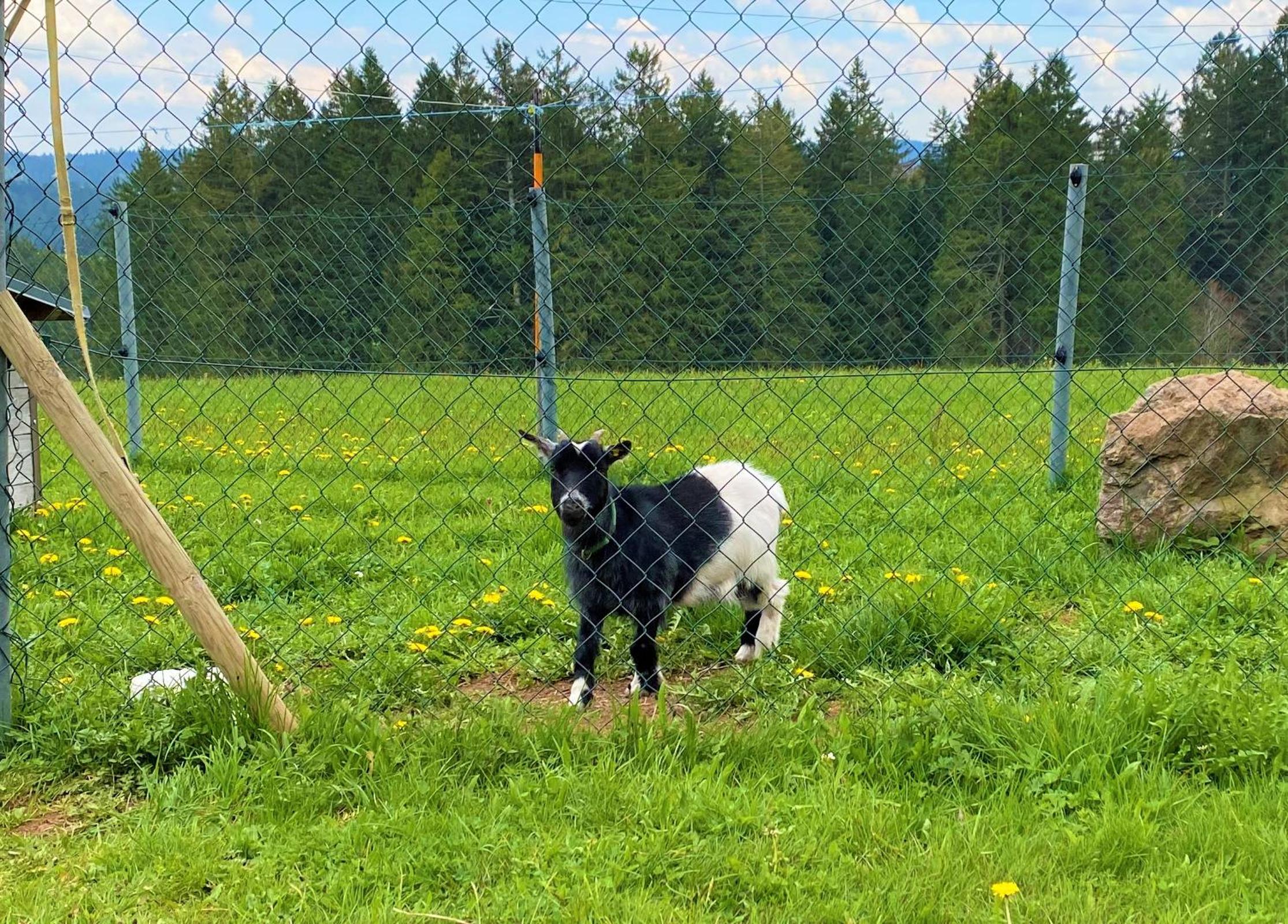 Süßen Häusle