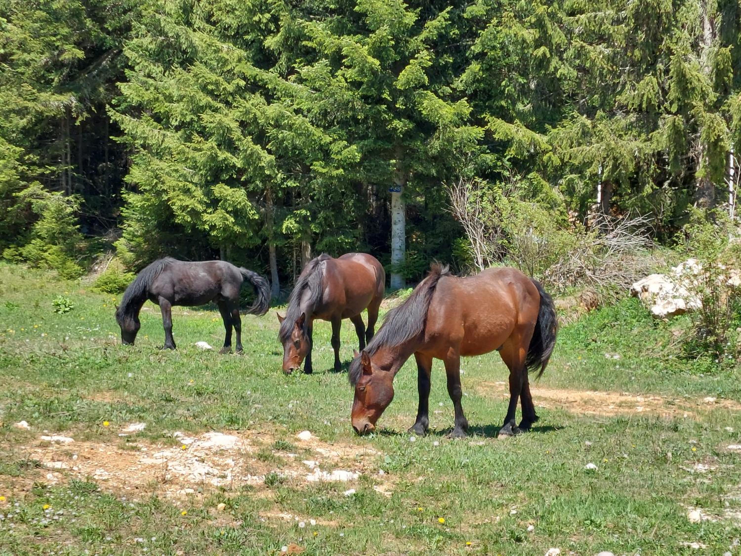 Gorske Vile Jahorina