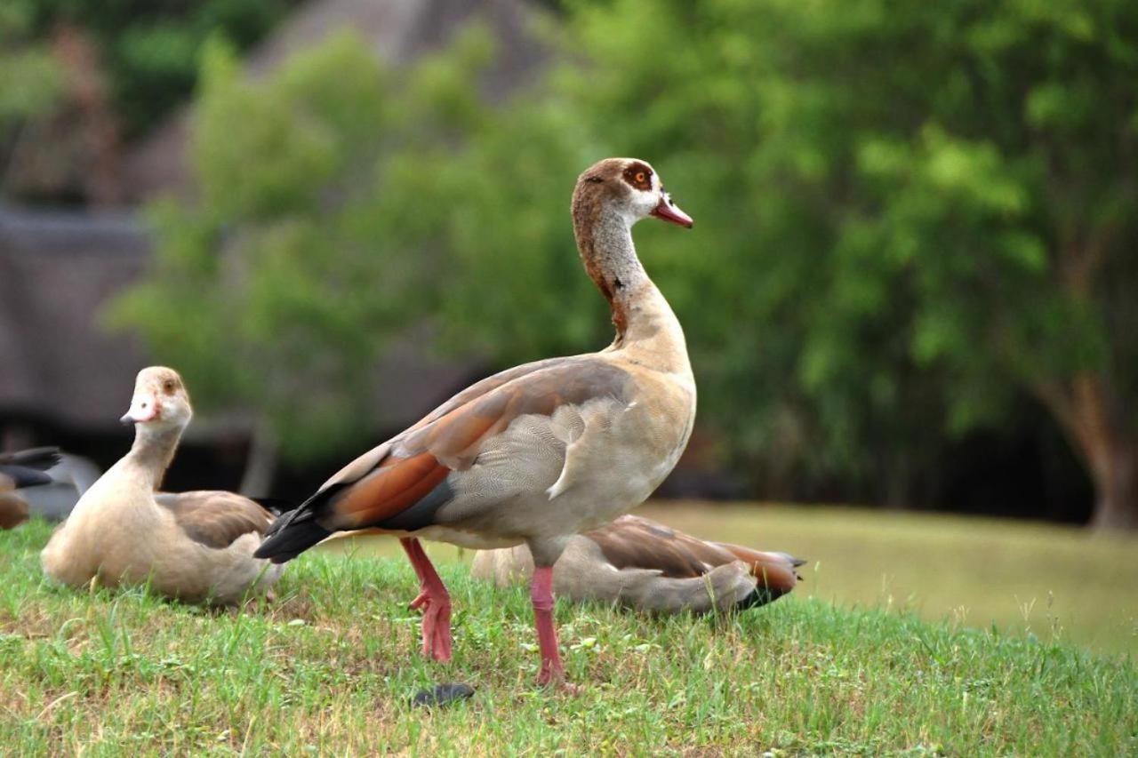 Hazyview Vacations - Legend Safaris 257A - in Kruger Park Lodge - Property Image 12