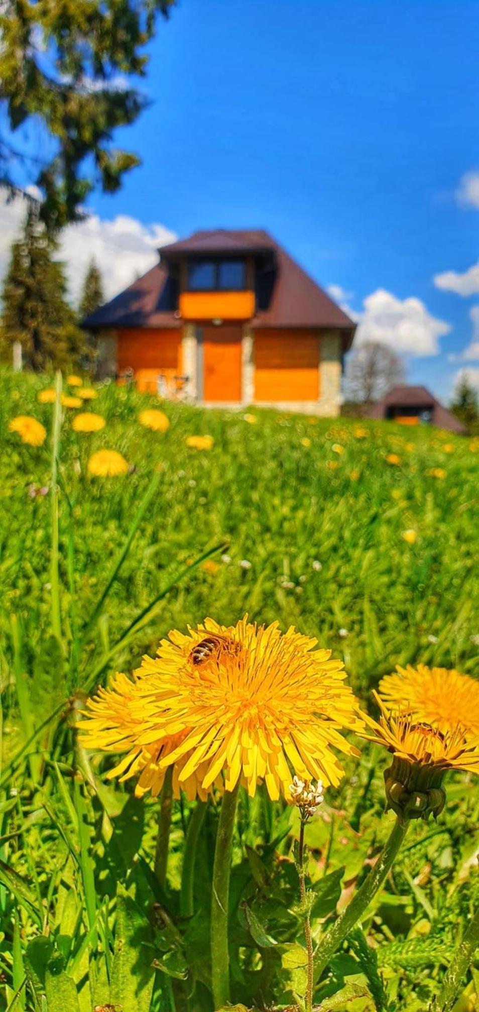 Apartmani Nišićka Oaza