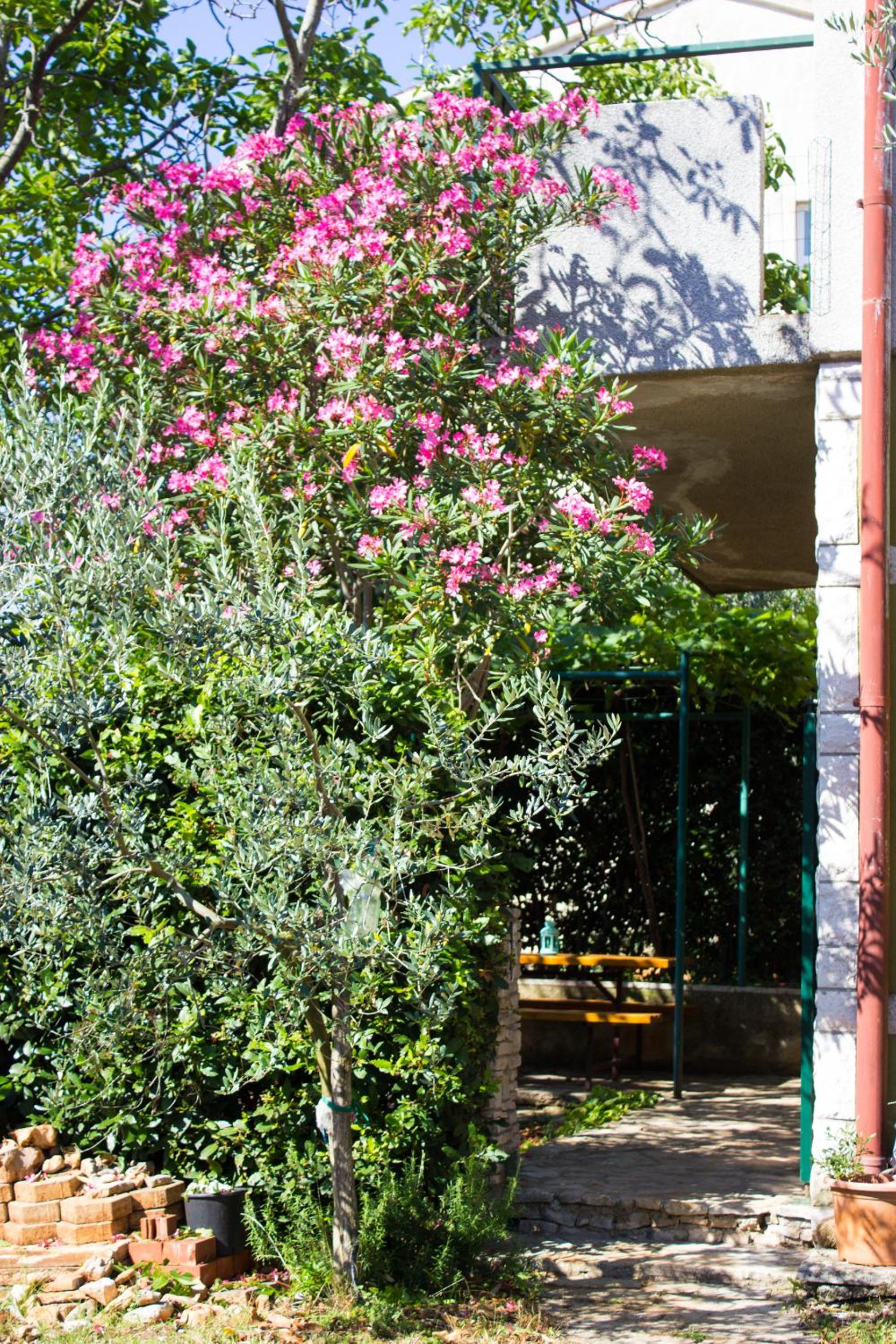 Private Garden Apartment view 4