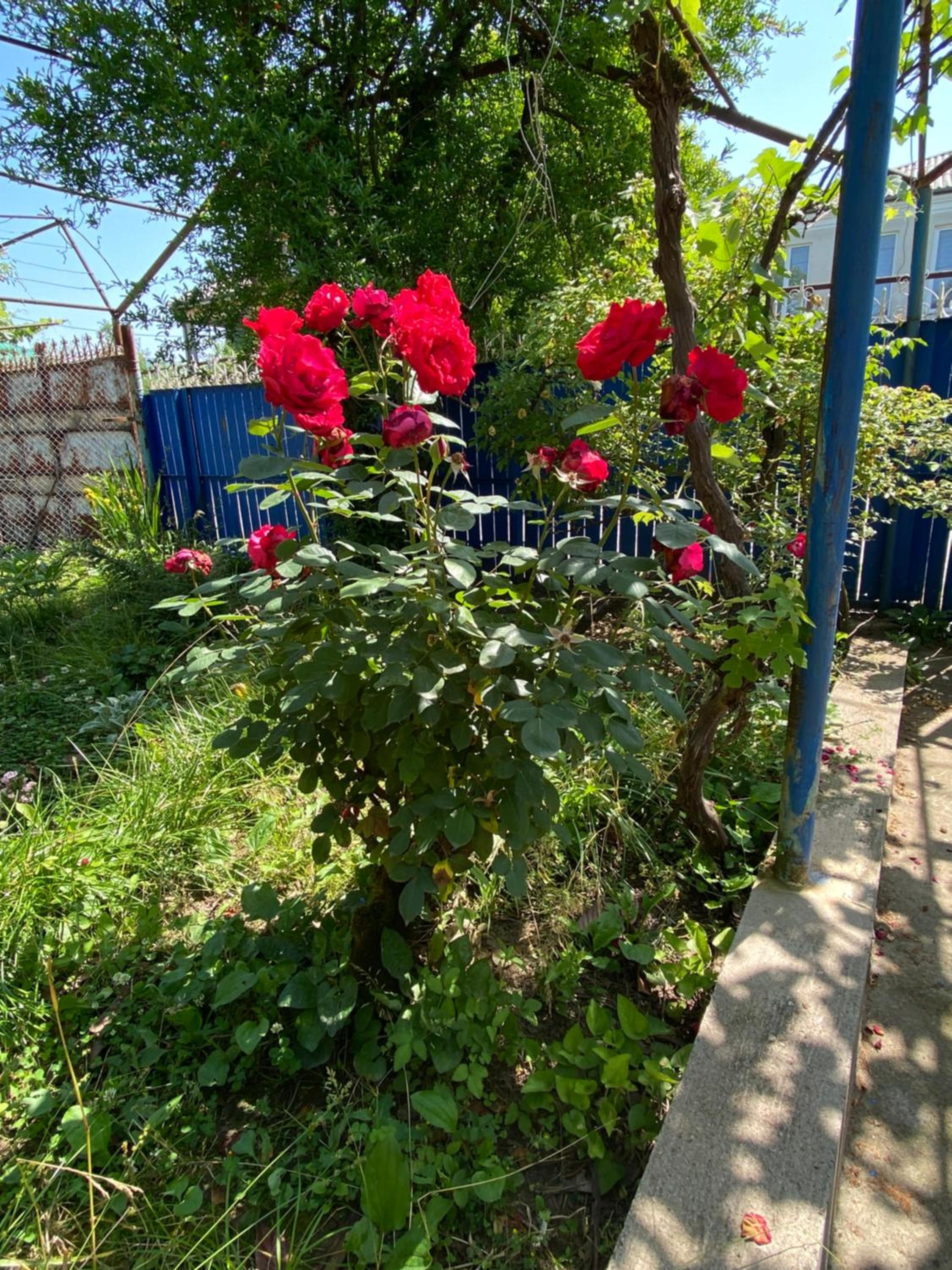 Photo 21