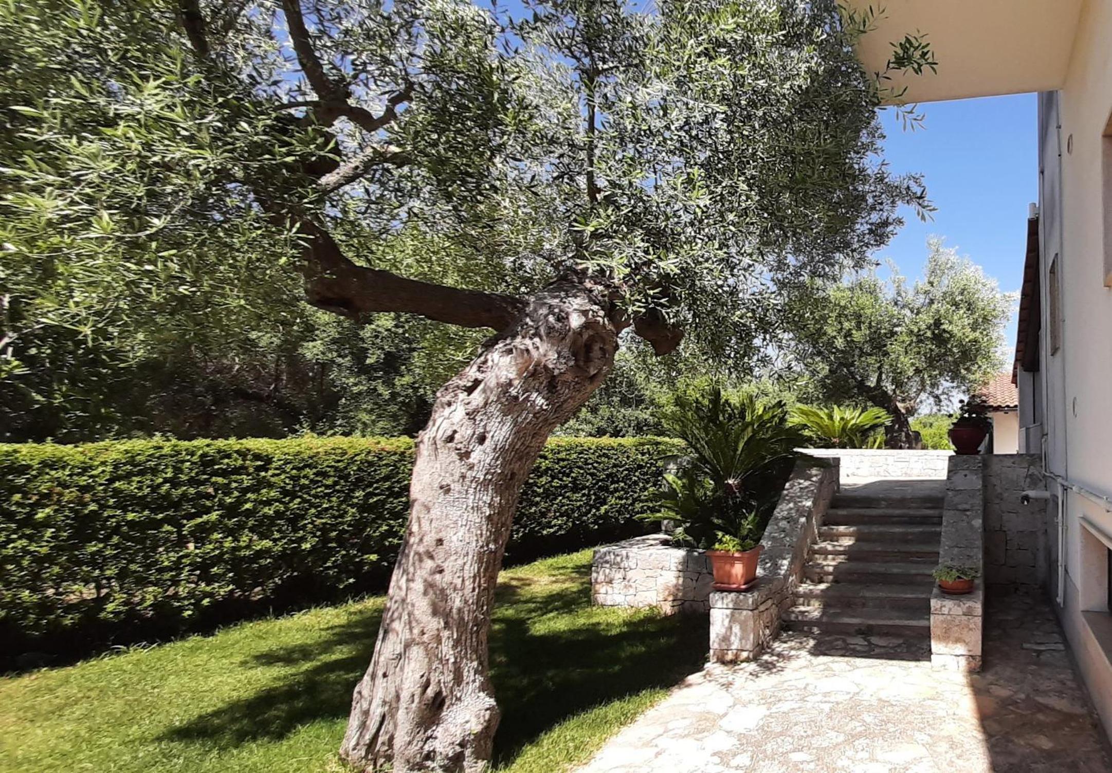 Villa Dragonfly by BarbarHouse