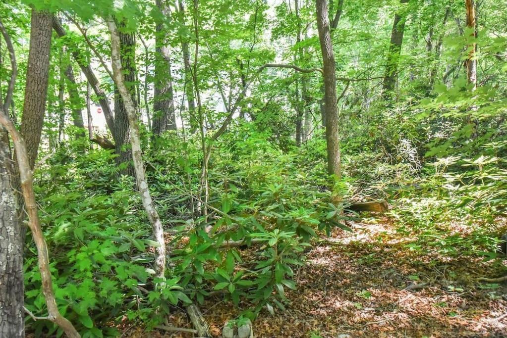 Hotel Black Mountain Beauty