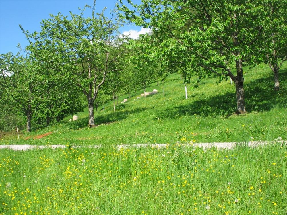 Photo 45