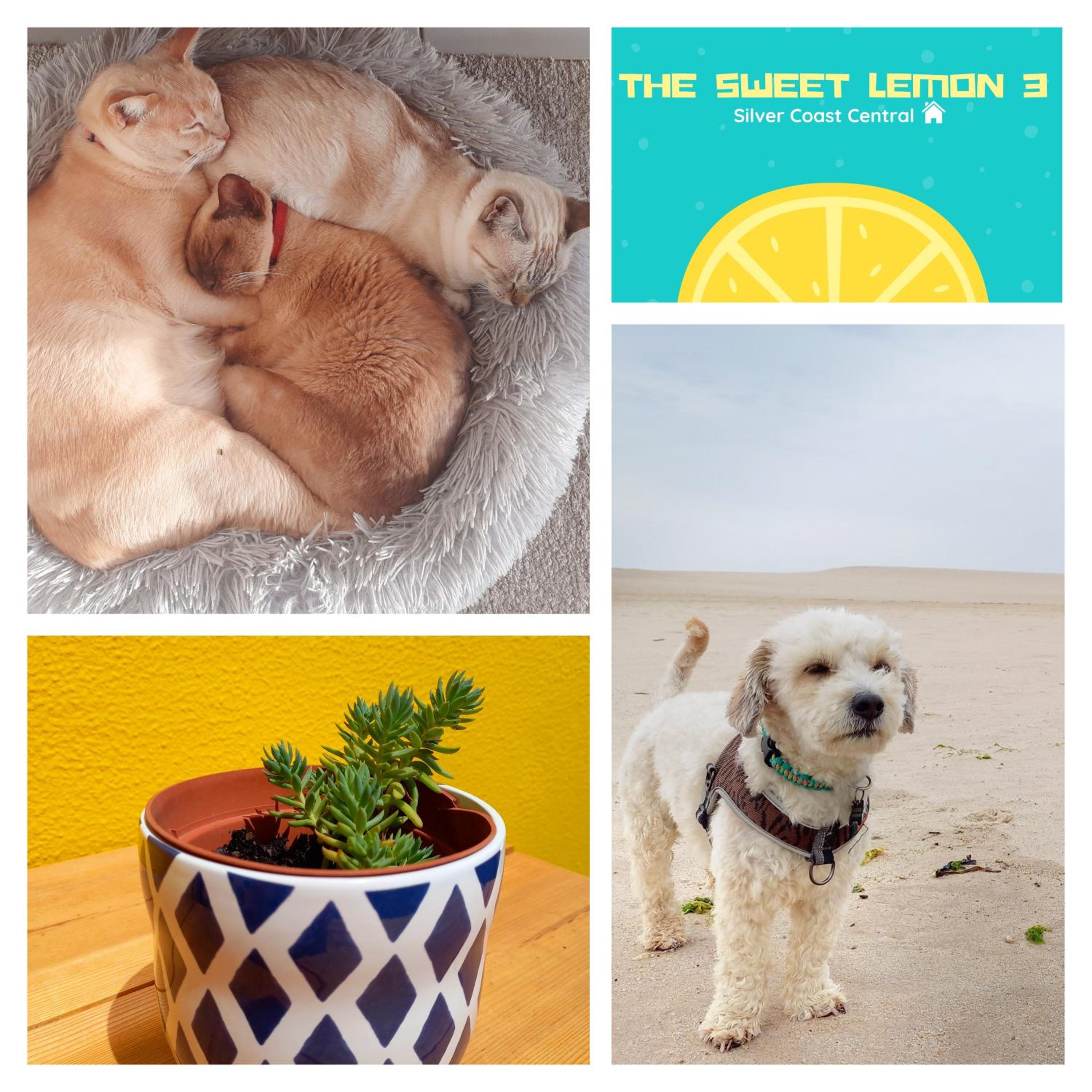 The Sweet Lemon 3 view 2