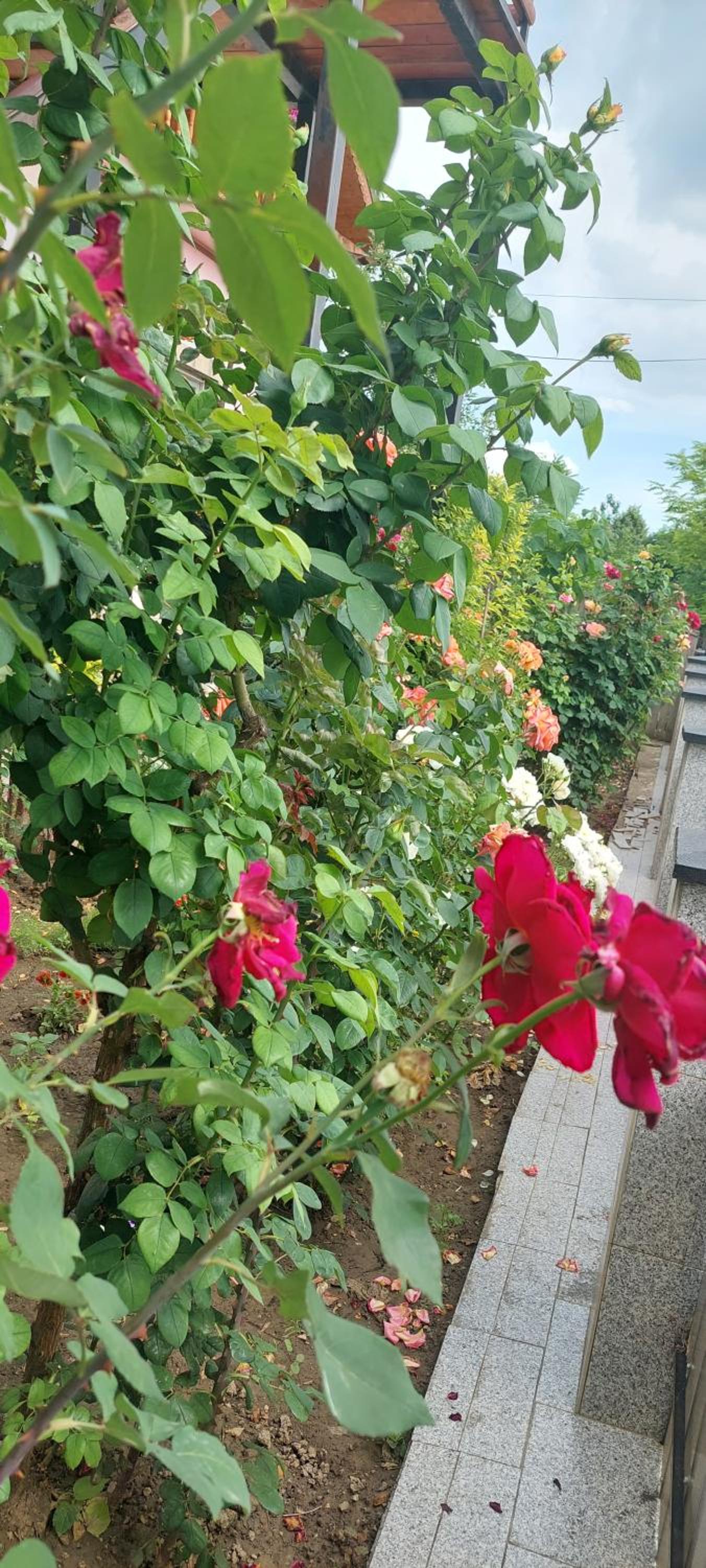 Photo 33