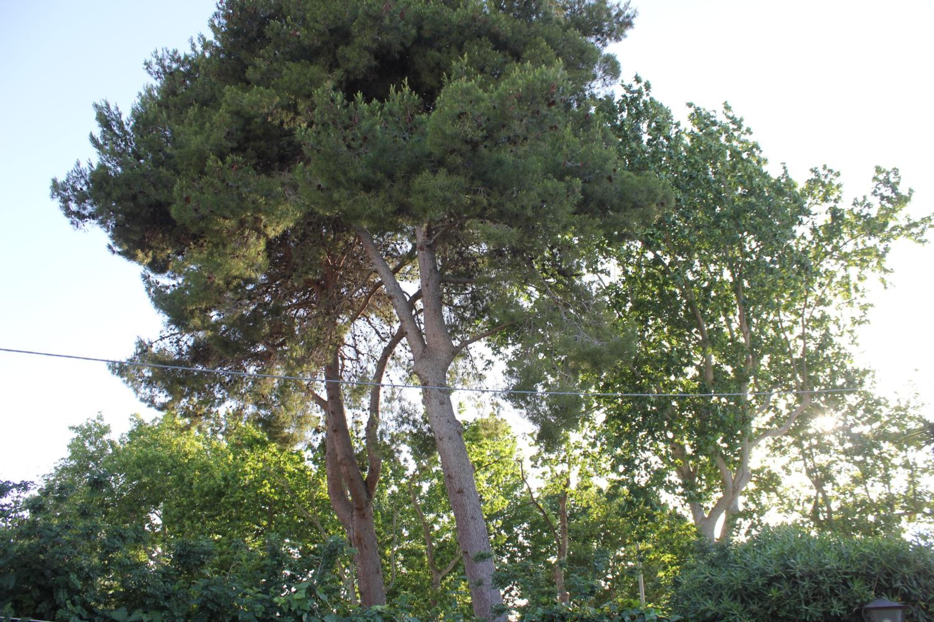 Photo 27