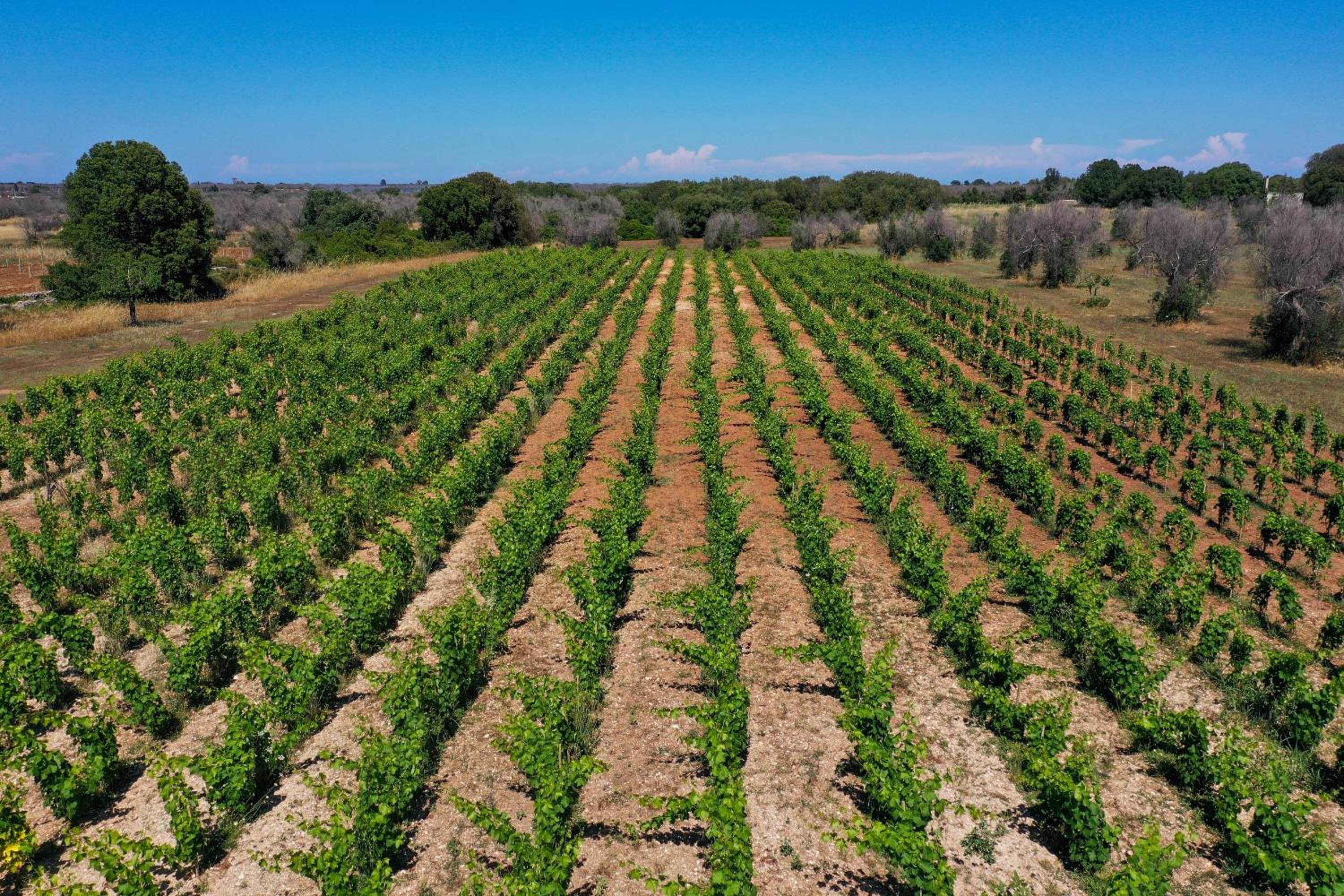 Masseria Lilei - Puglia, Salento, photo 37